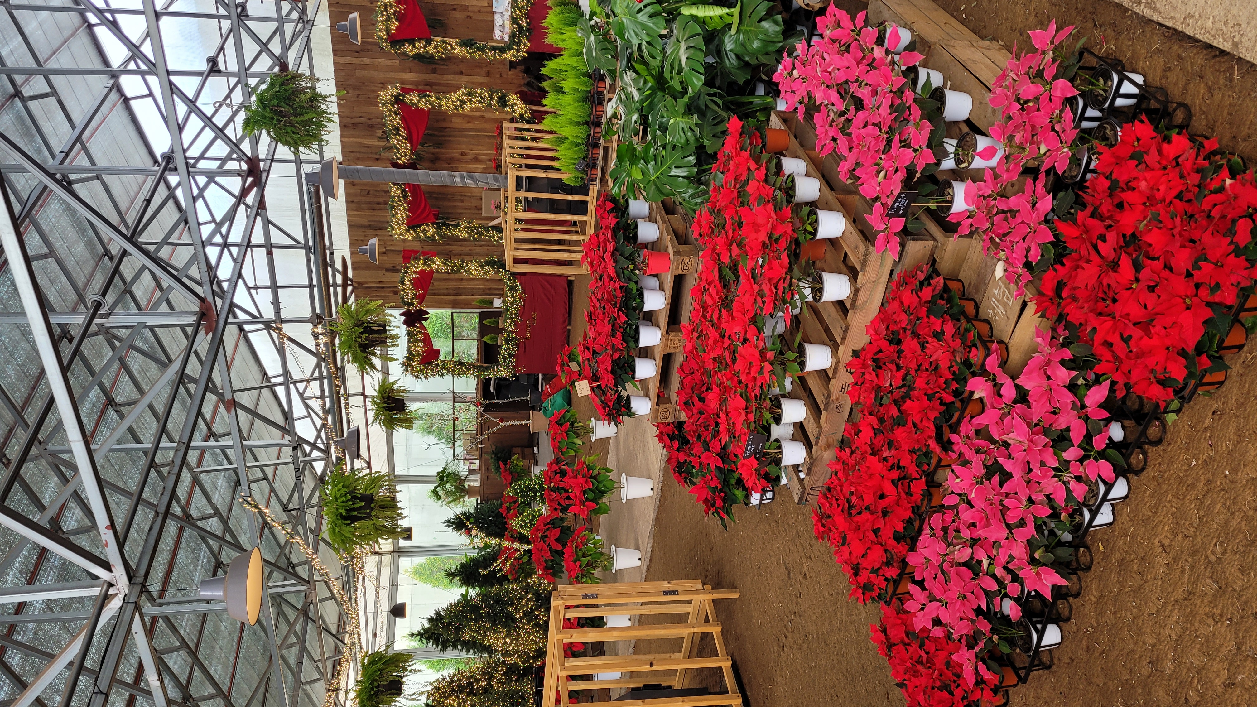 제주 보롬왓 온실 내부, 빨간색과 분홍색 포인세티아가 가득한 크리스마스 시즌 화원 전시 공간