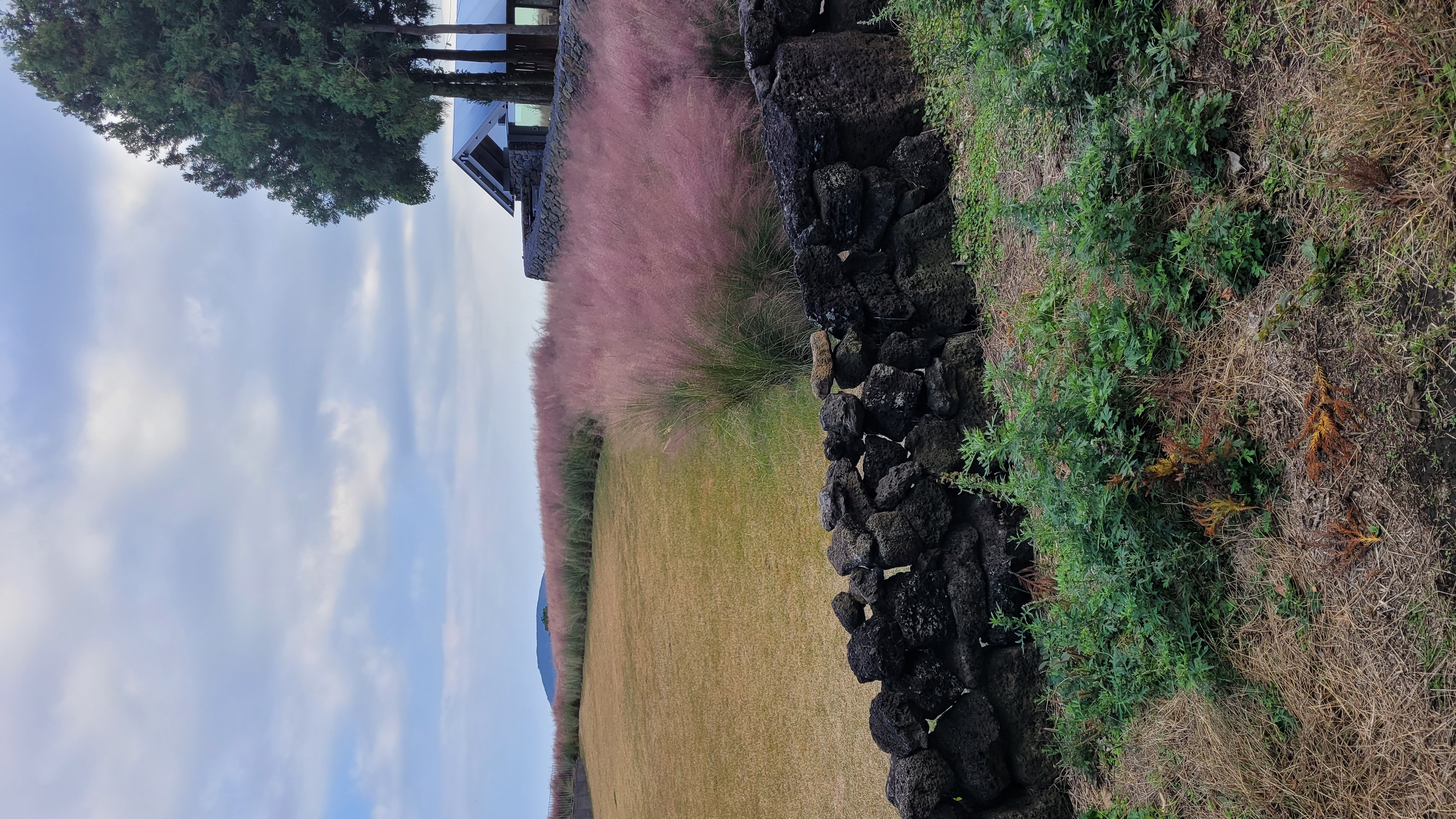제주 보롬왓 가을 핑크뮬리 밭과 전통 현무암 돌담, 제주 특유의 자연 풍경이 펼쳐진 야외 정원