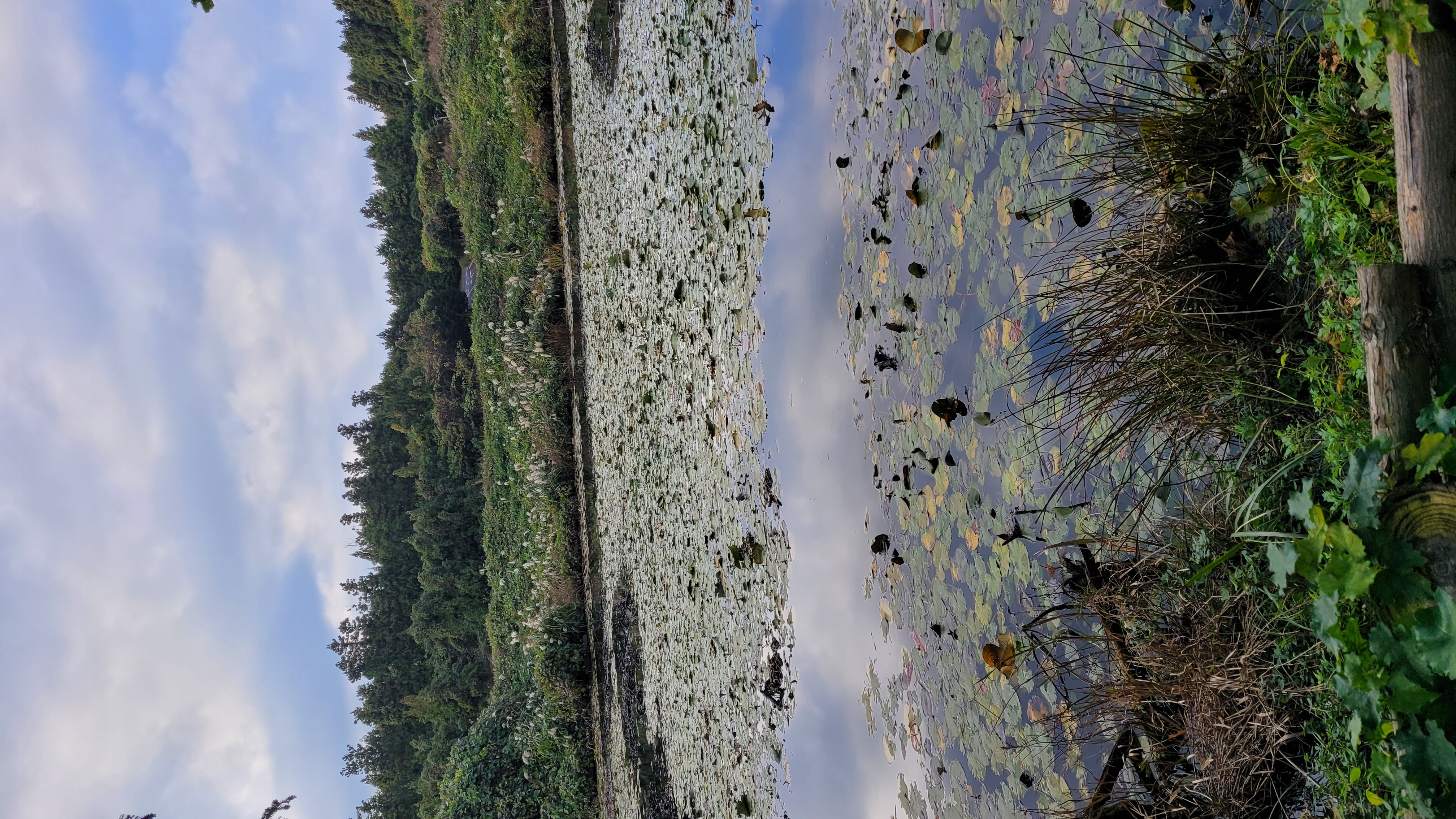 제주 보롬왓 야외 정원 연못, 수련이 피어있고 하늘이 반사된 고요한 연못 풍경