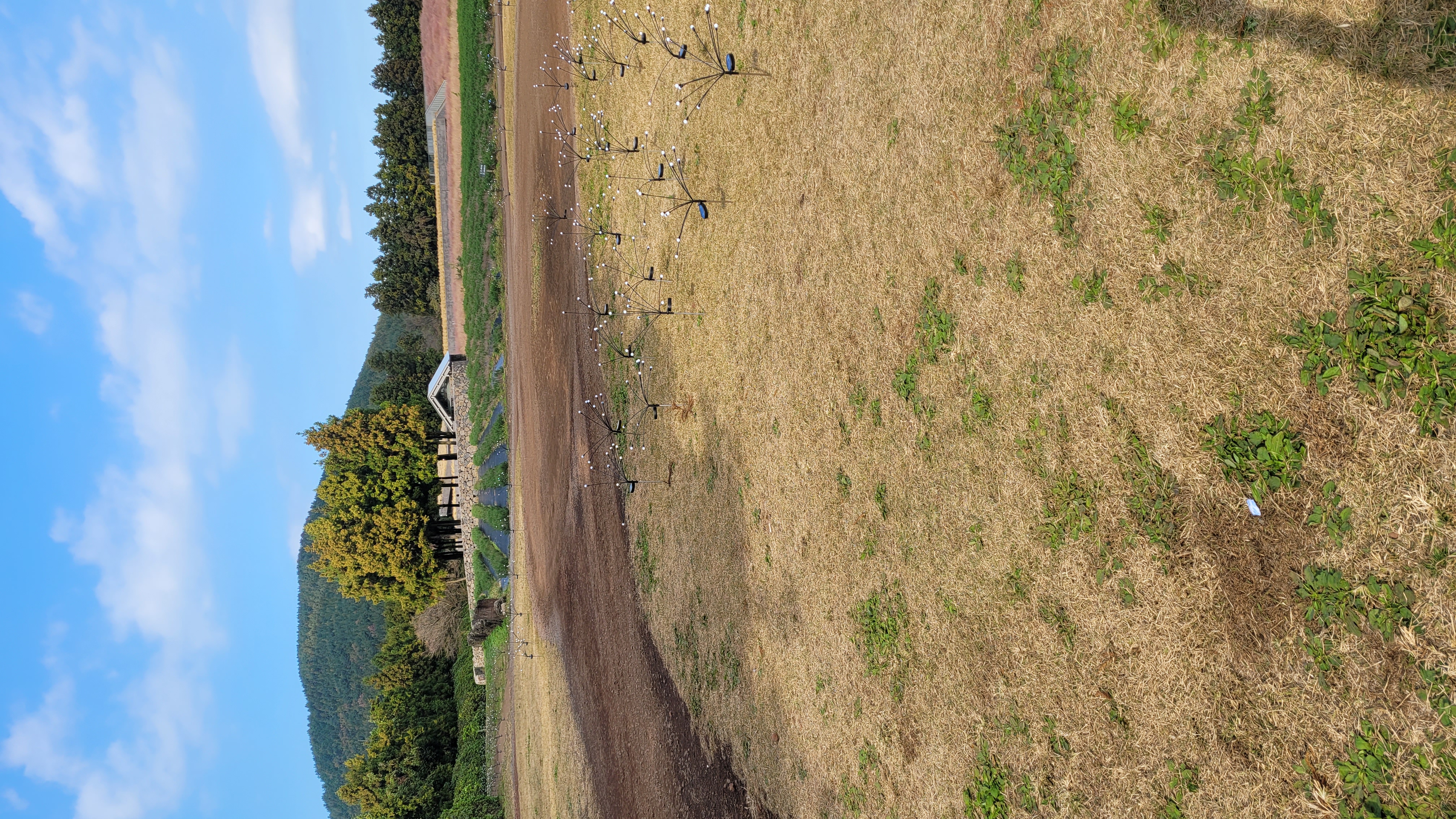 제주 보롬왓 농장 전체 전경, 제주 오름과 농가 건물, 새로 심은 나무들이 어우러진 풍경
