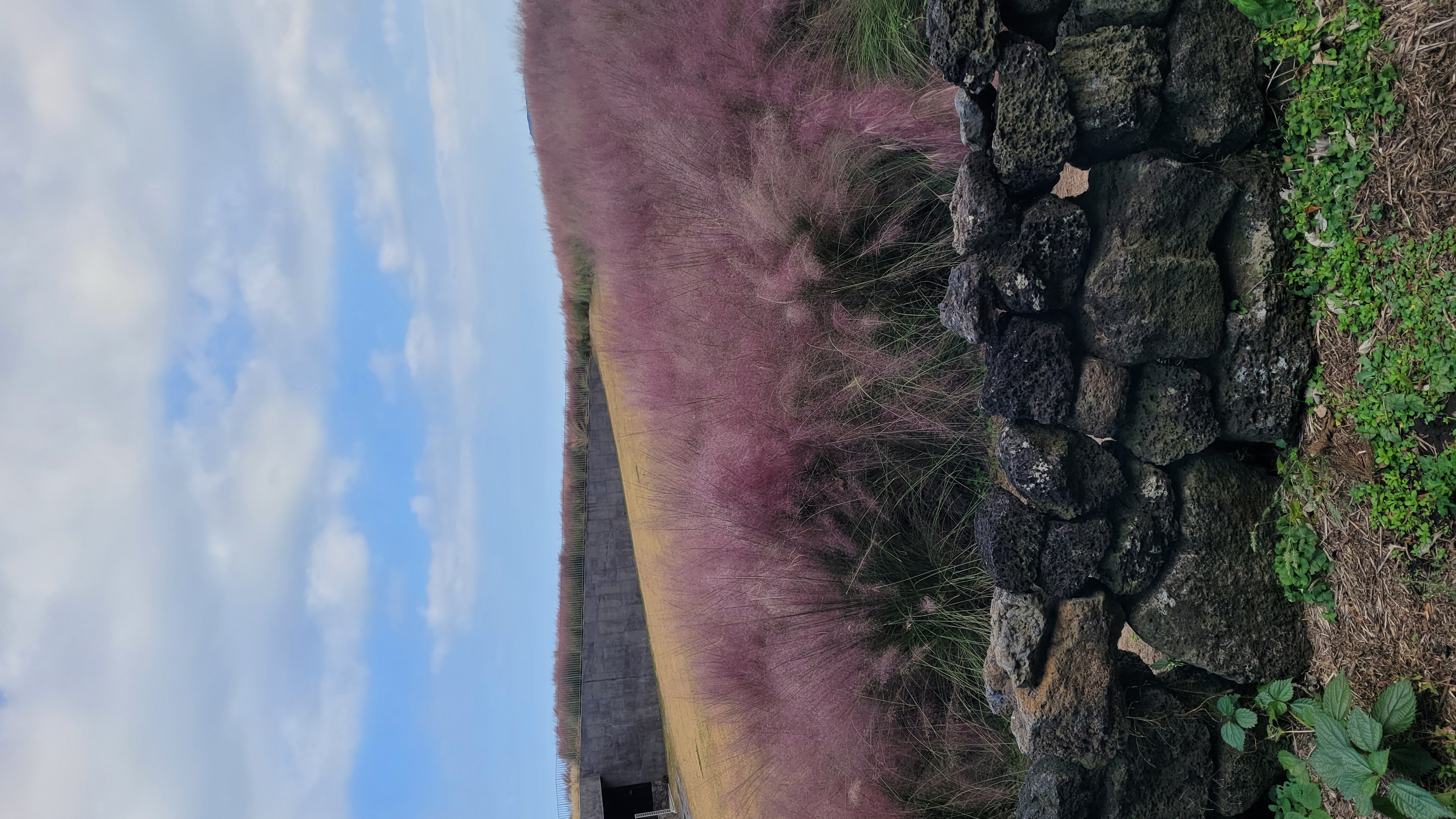 제주 보롬왓 가을 핑크뮬리 밭, 제주 전통 현무암 돌담과 분홍빛 핑크뮬리가 어우러진 풍경