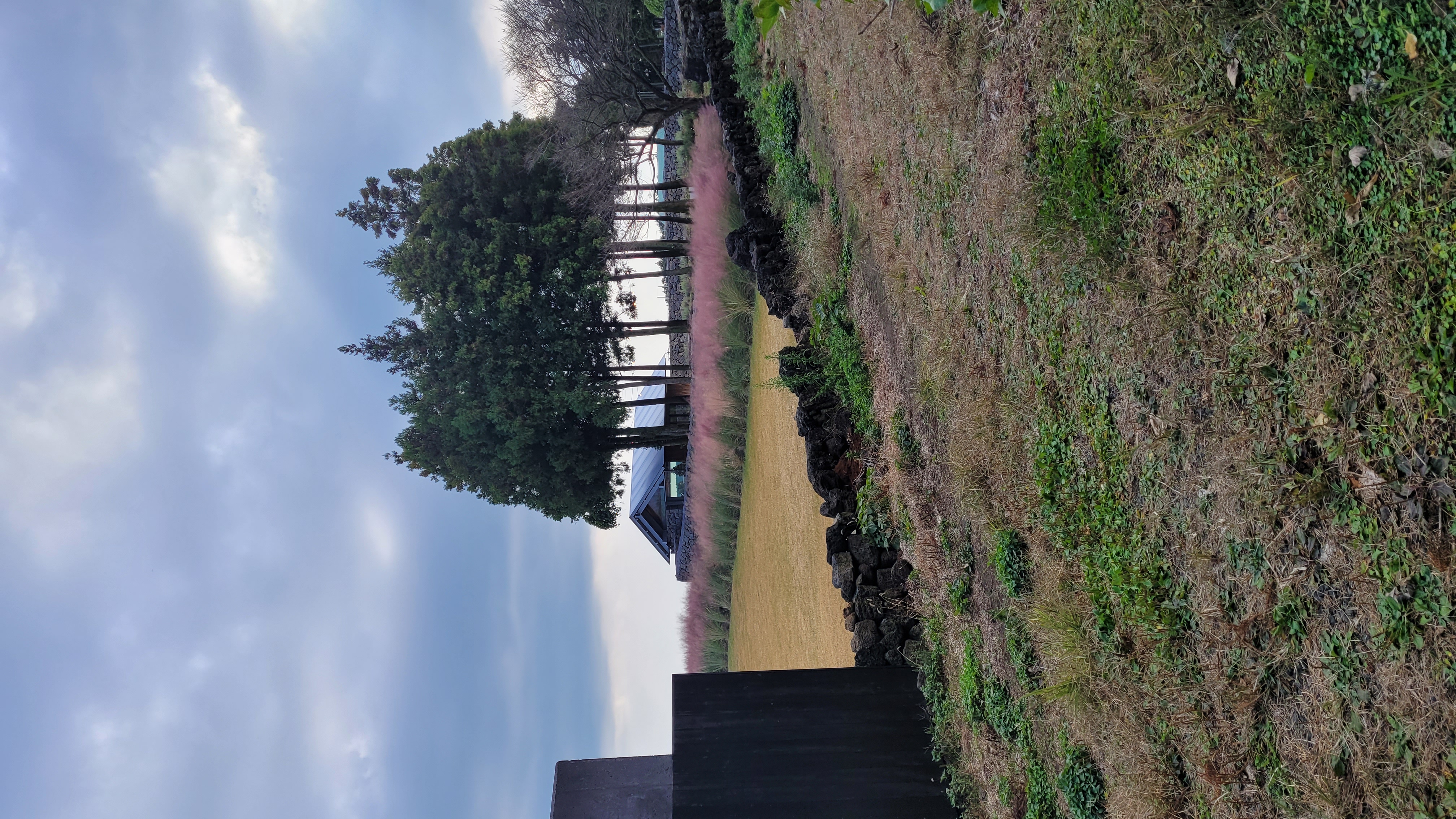 제주 보롬왓 야외 정원 전경, 핑크뮬리 밭과 삼나무 숲, 농가 건물이 어우러진 제주 감성 풍경