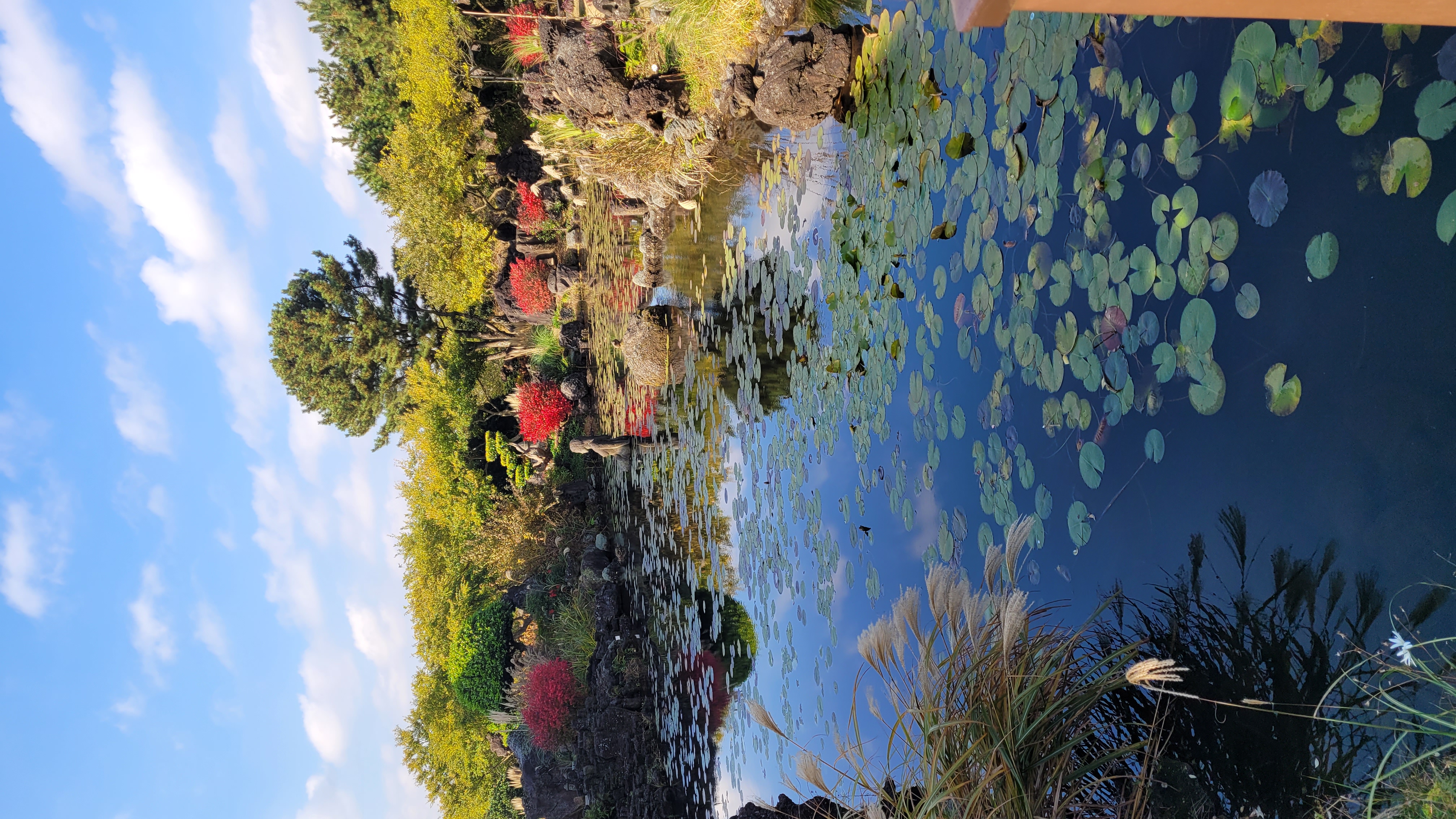 제주 동화마을 수련정원 - 연잎이 가득한 연못과 가을 단풍, 화산석이 어우러진 제주 전통 정원