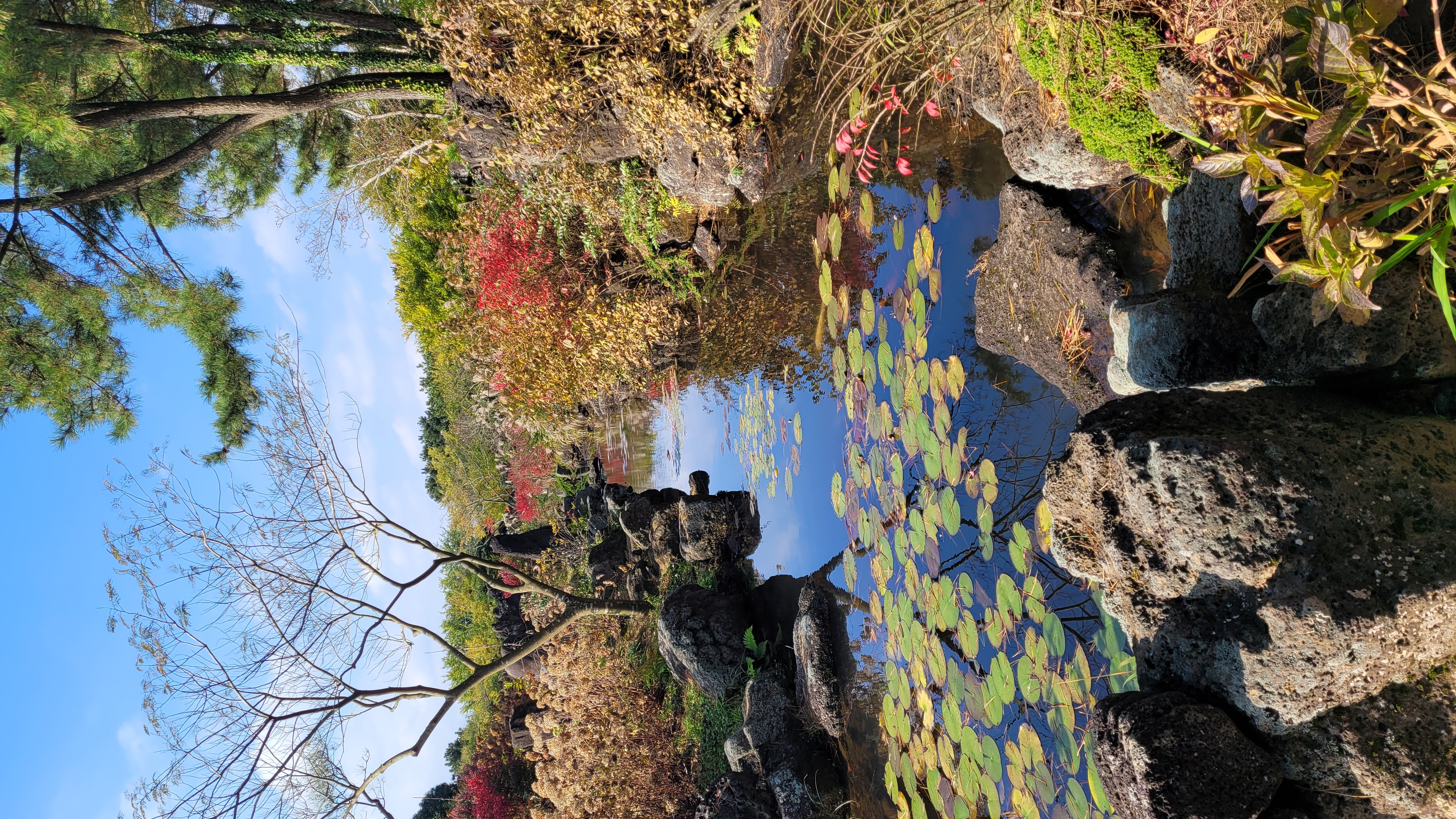 제주 동화마을 수련정원 가을 풍경 - 연잎이 떠 있는 연못과 제주 소나무, 가을 단풍이 어우러진 힐링 정원