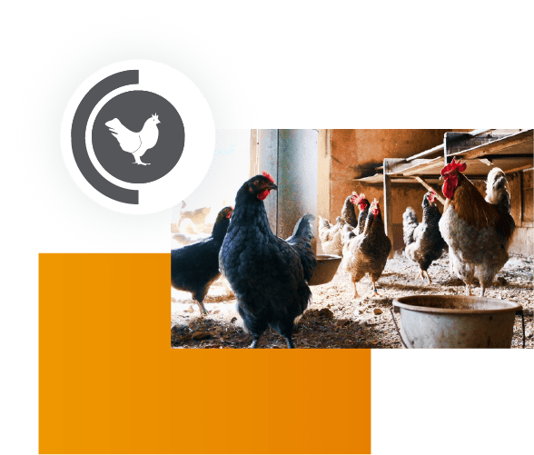 Módulo Avícola BRILO ERP - Gestión de producción avícola y control de granjas