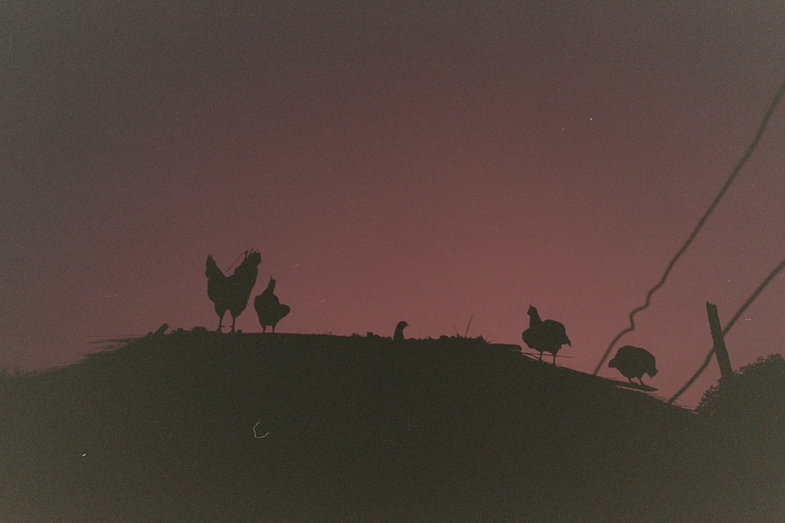 Chickens (Colombia 2022)