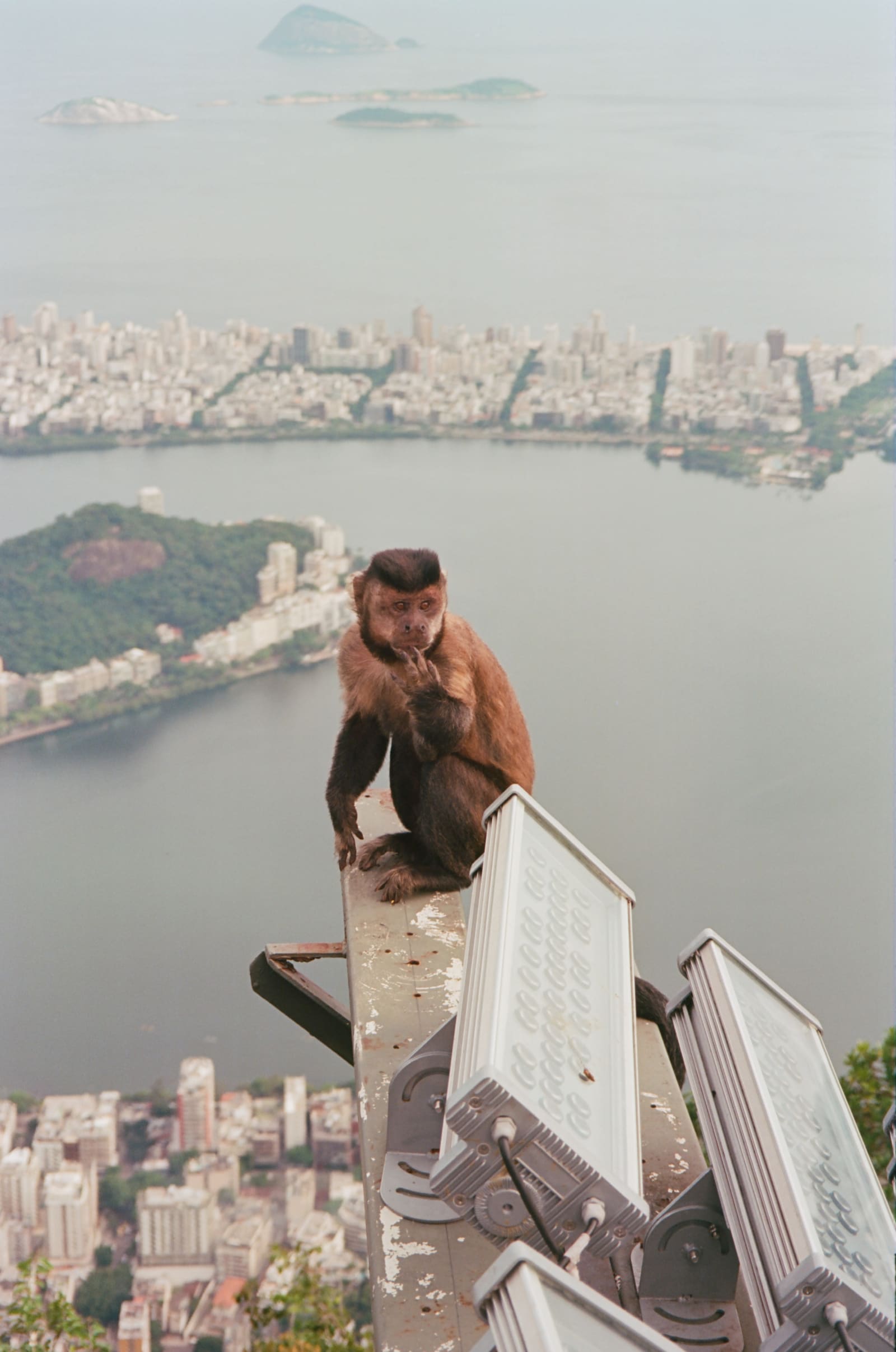 Monkey (Brazil 2023)