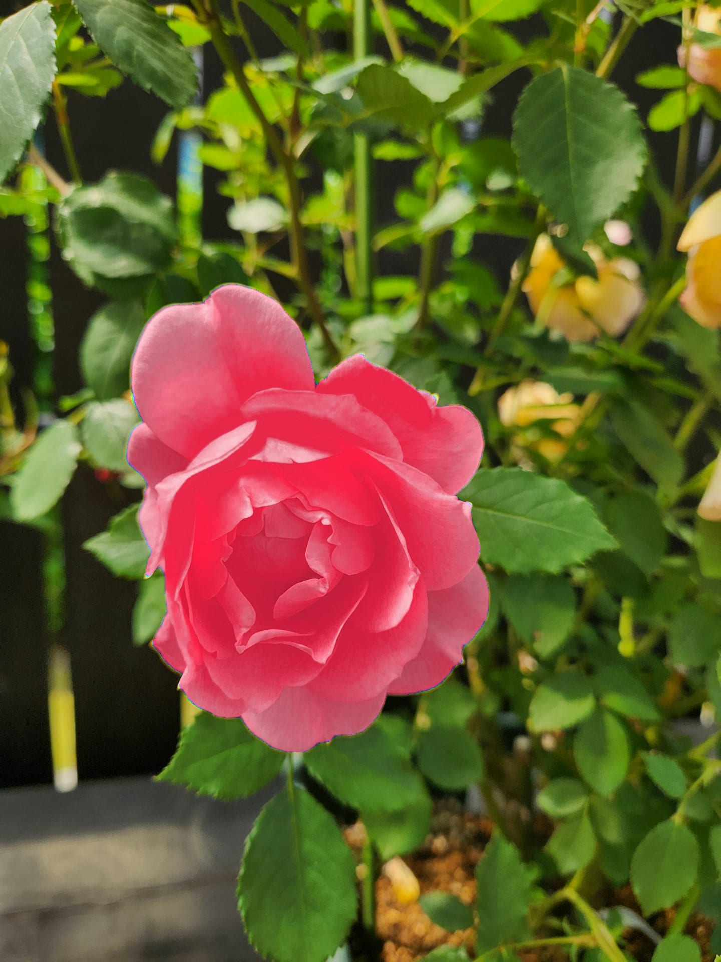 flower