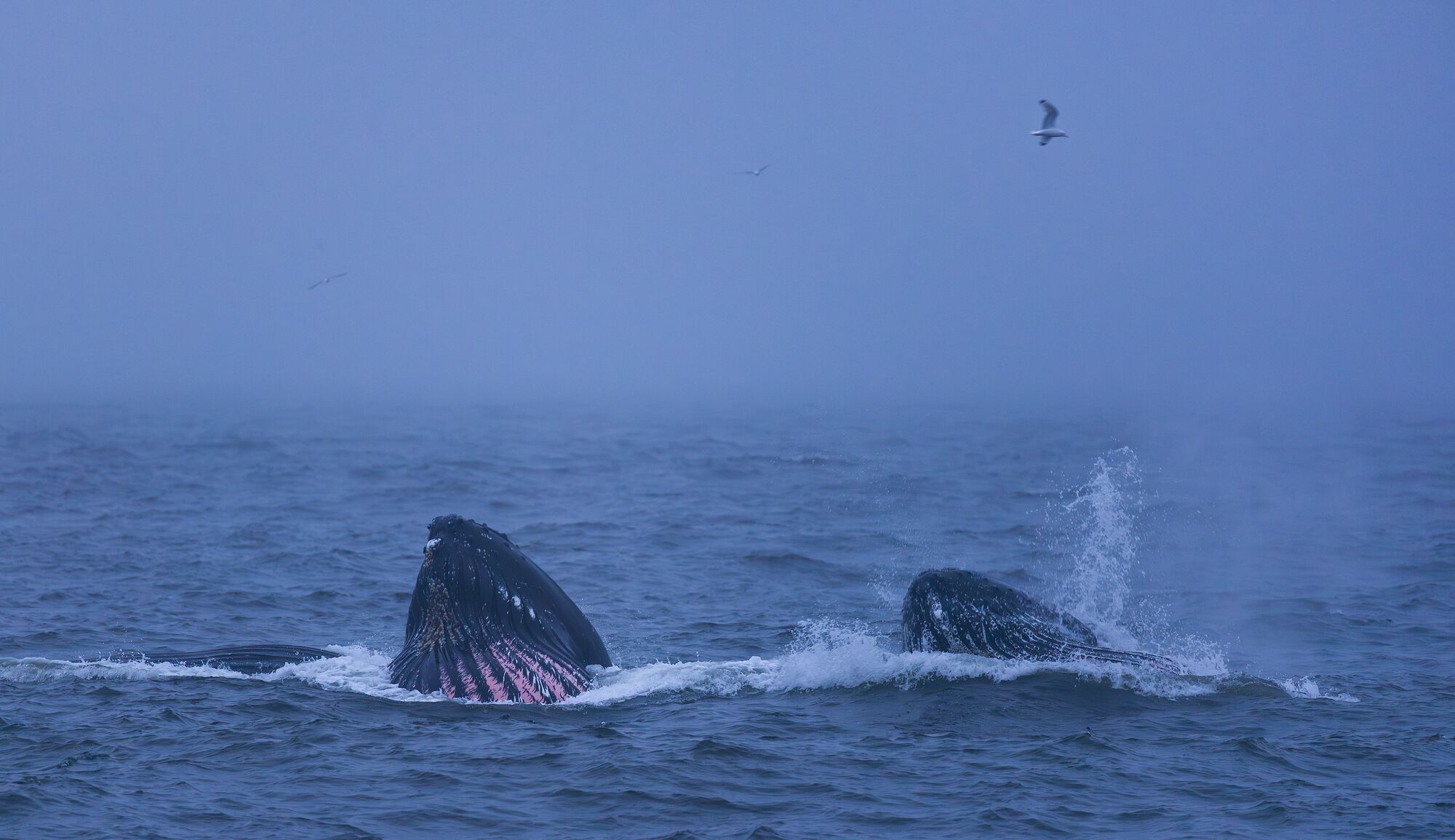 Humpback Whales Feeding