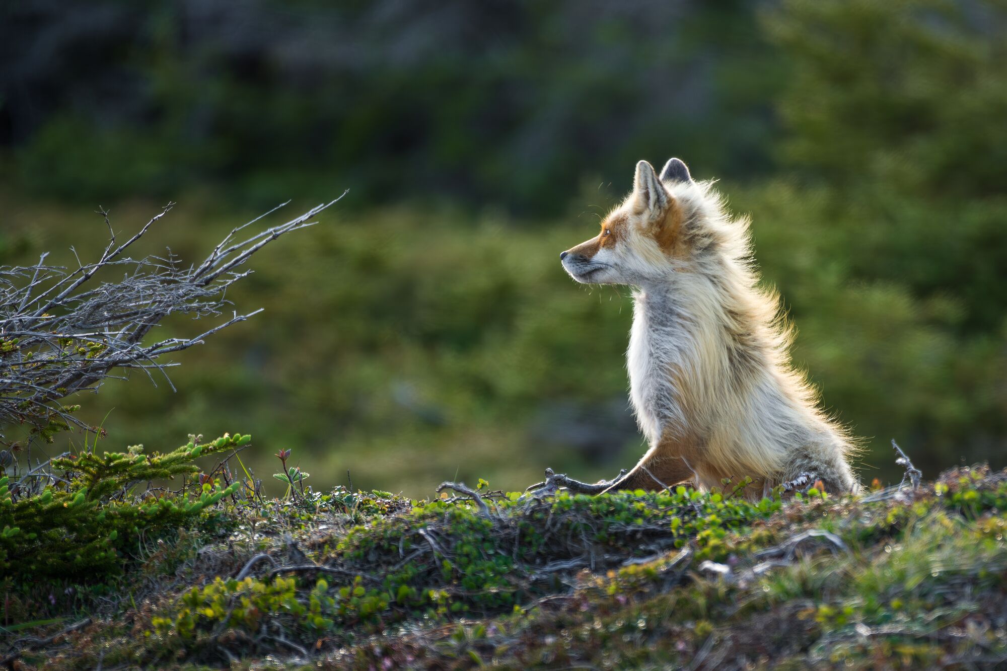 Newfoundland Fox