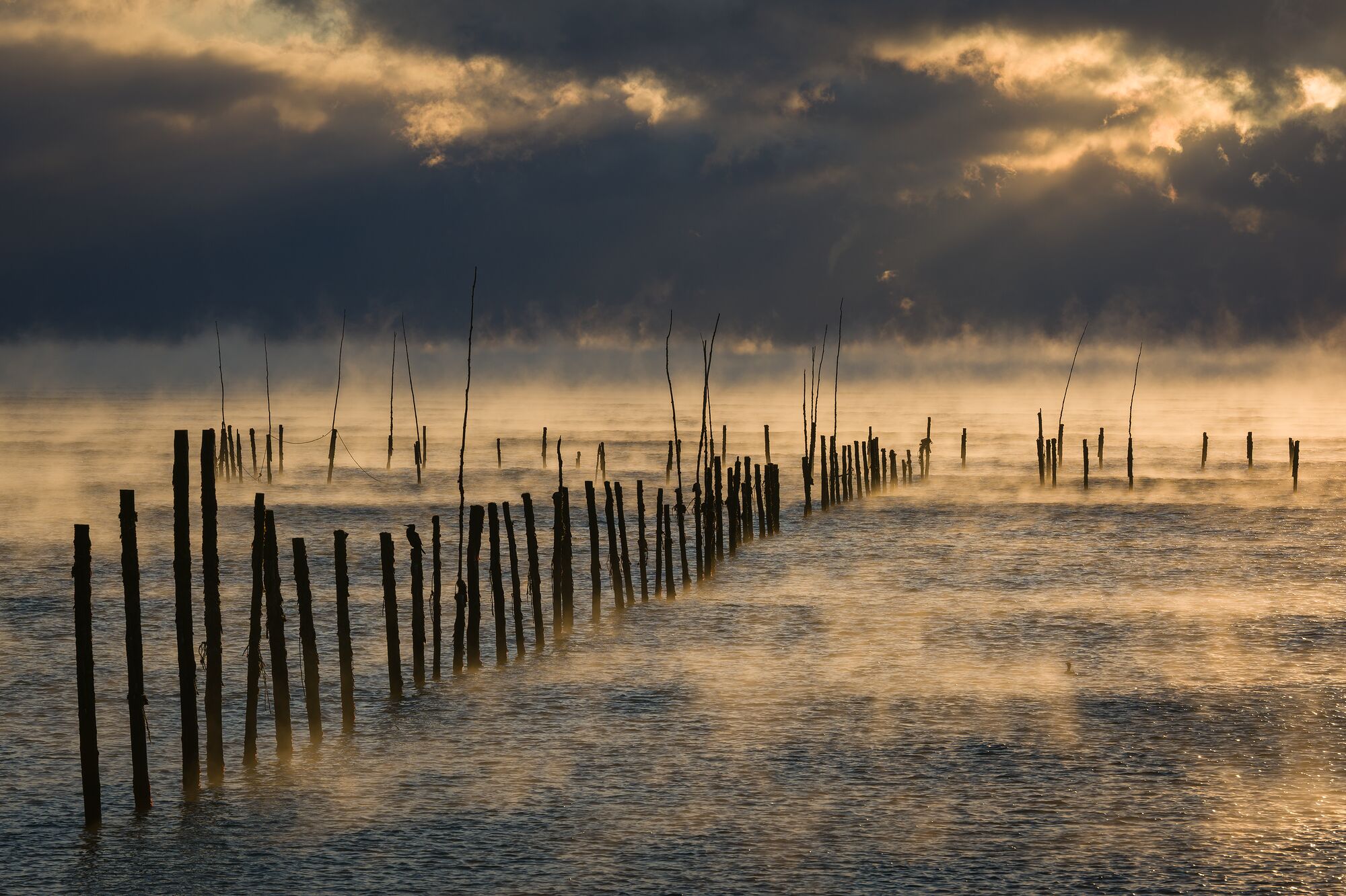 Fish Weir and Sea Smoke