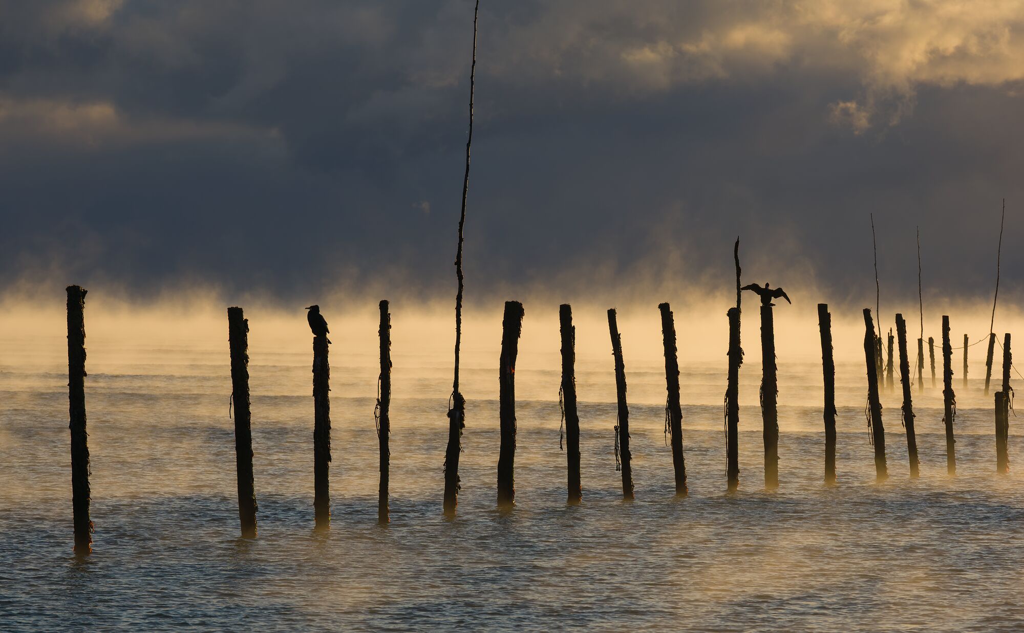 Fish Weir and Sea Smoke
