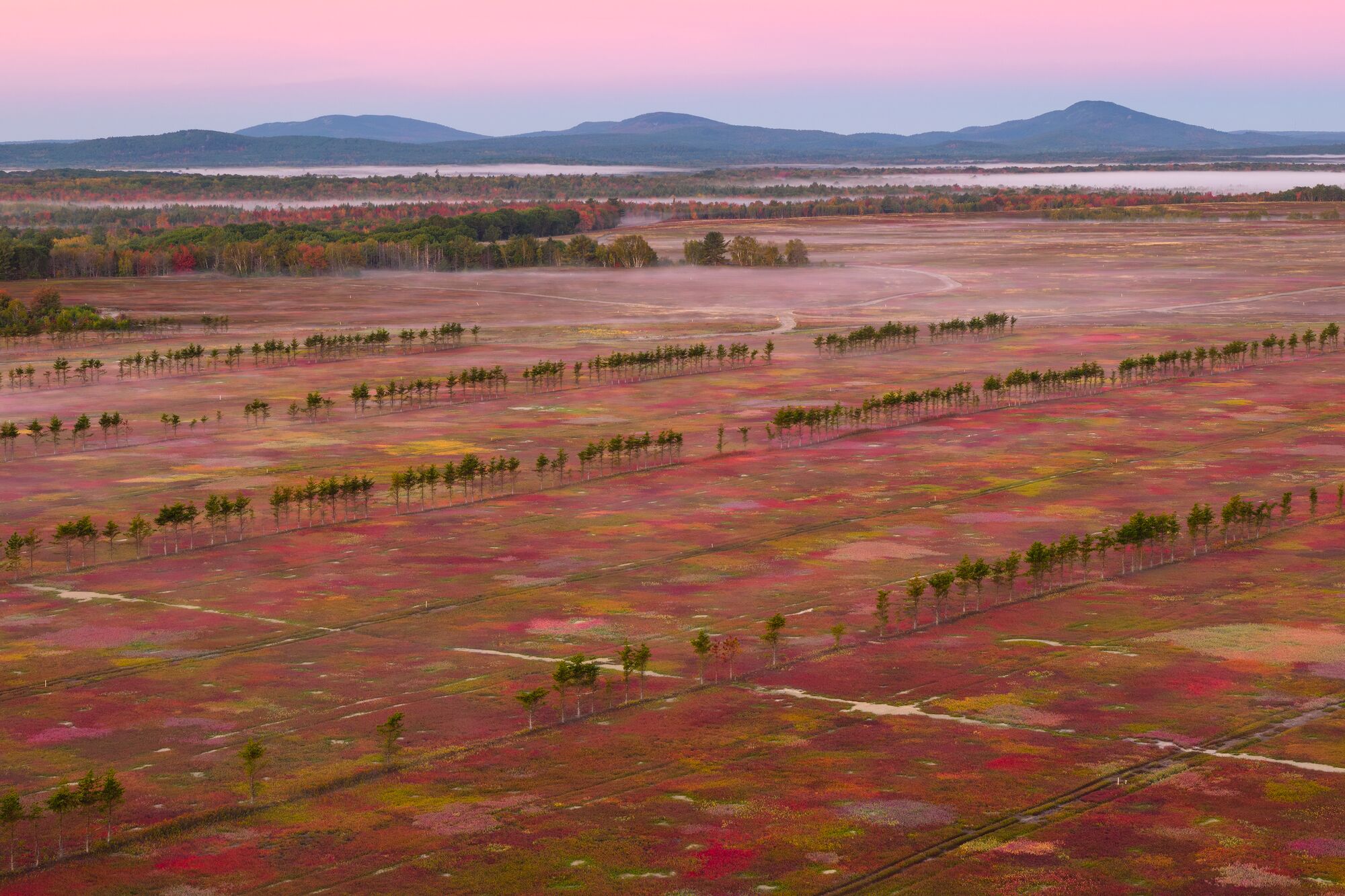 Blueberry Barrens Sunrise