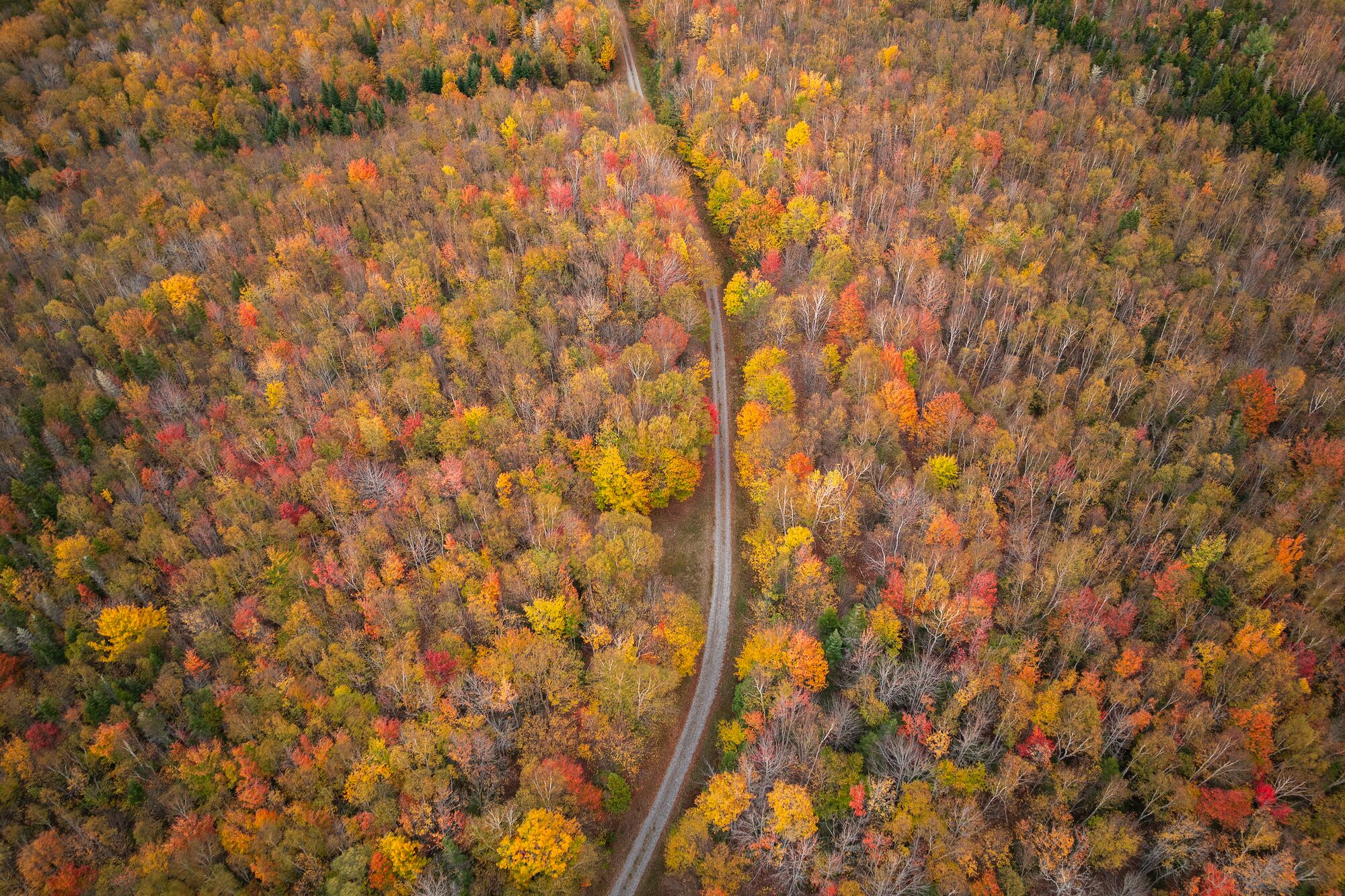 Dirt Road and Foliage
