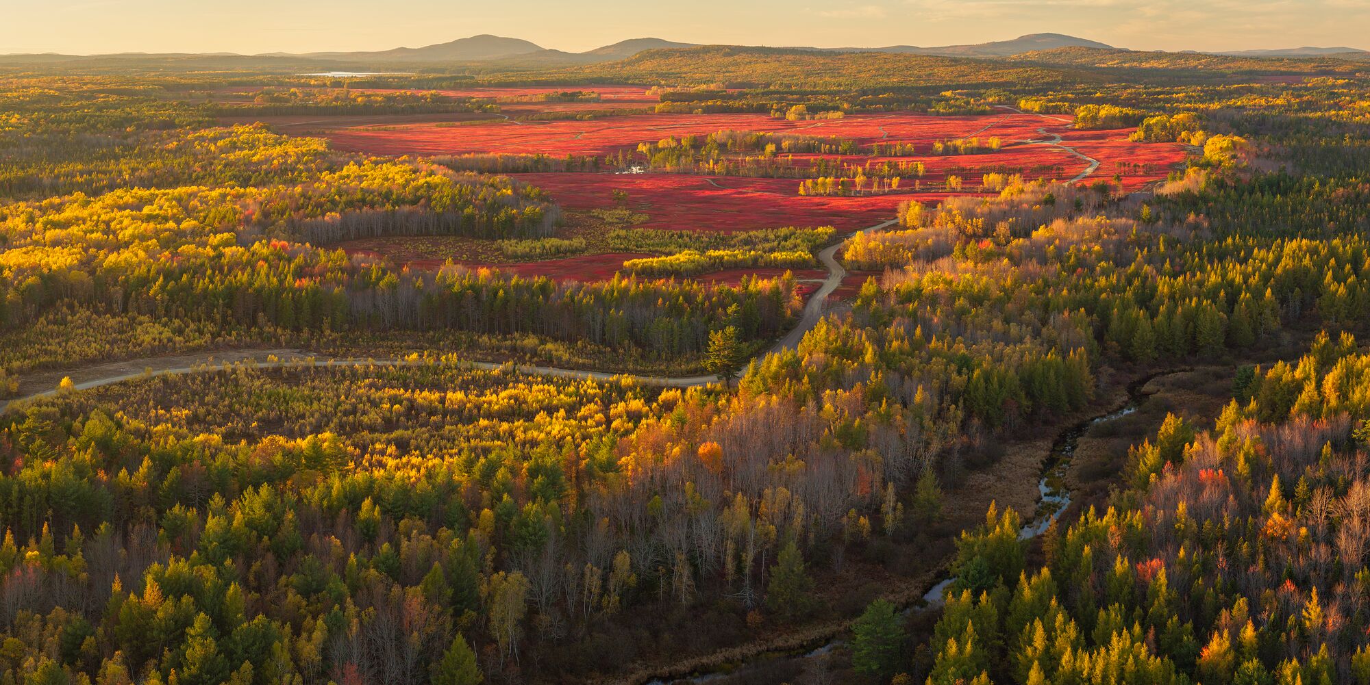 Golden Light on Blueberry Barrens and Mountains