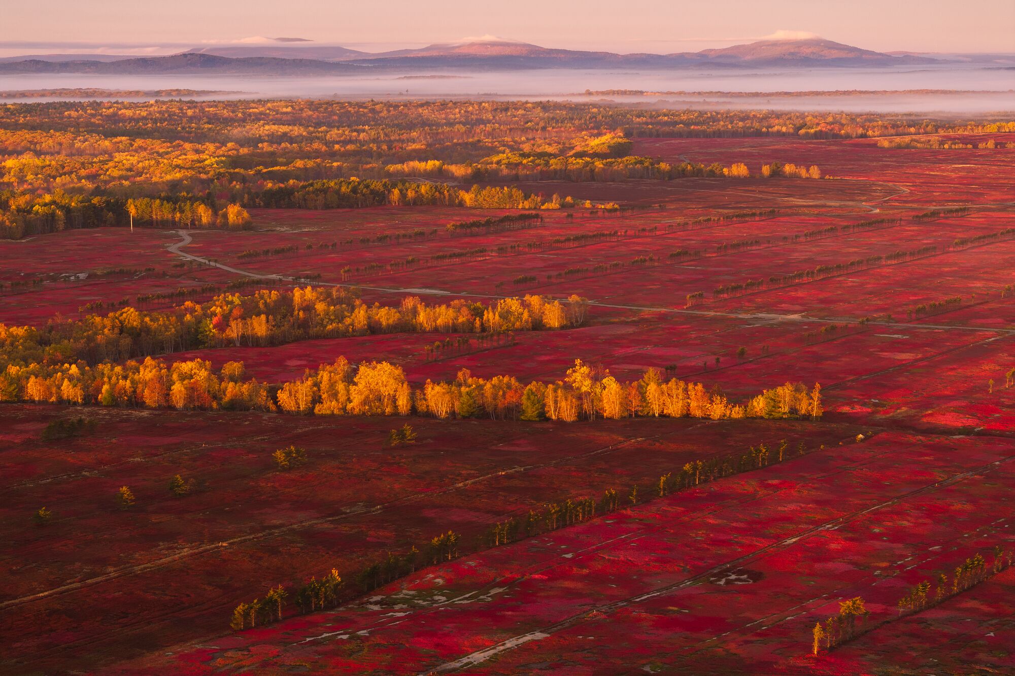 Blueberry Barrens in Fall