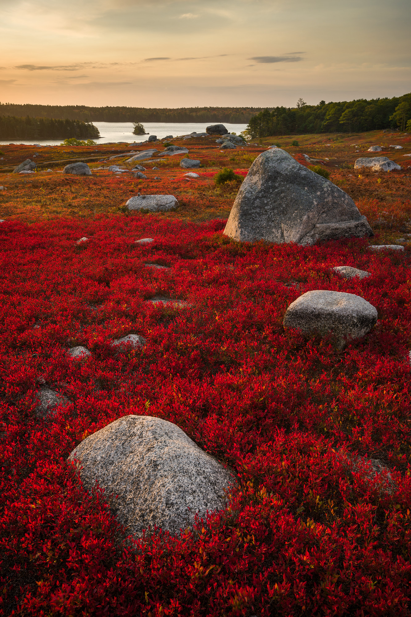 Morning Light on Blueberry Barrens