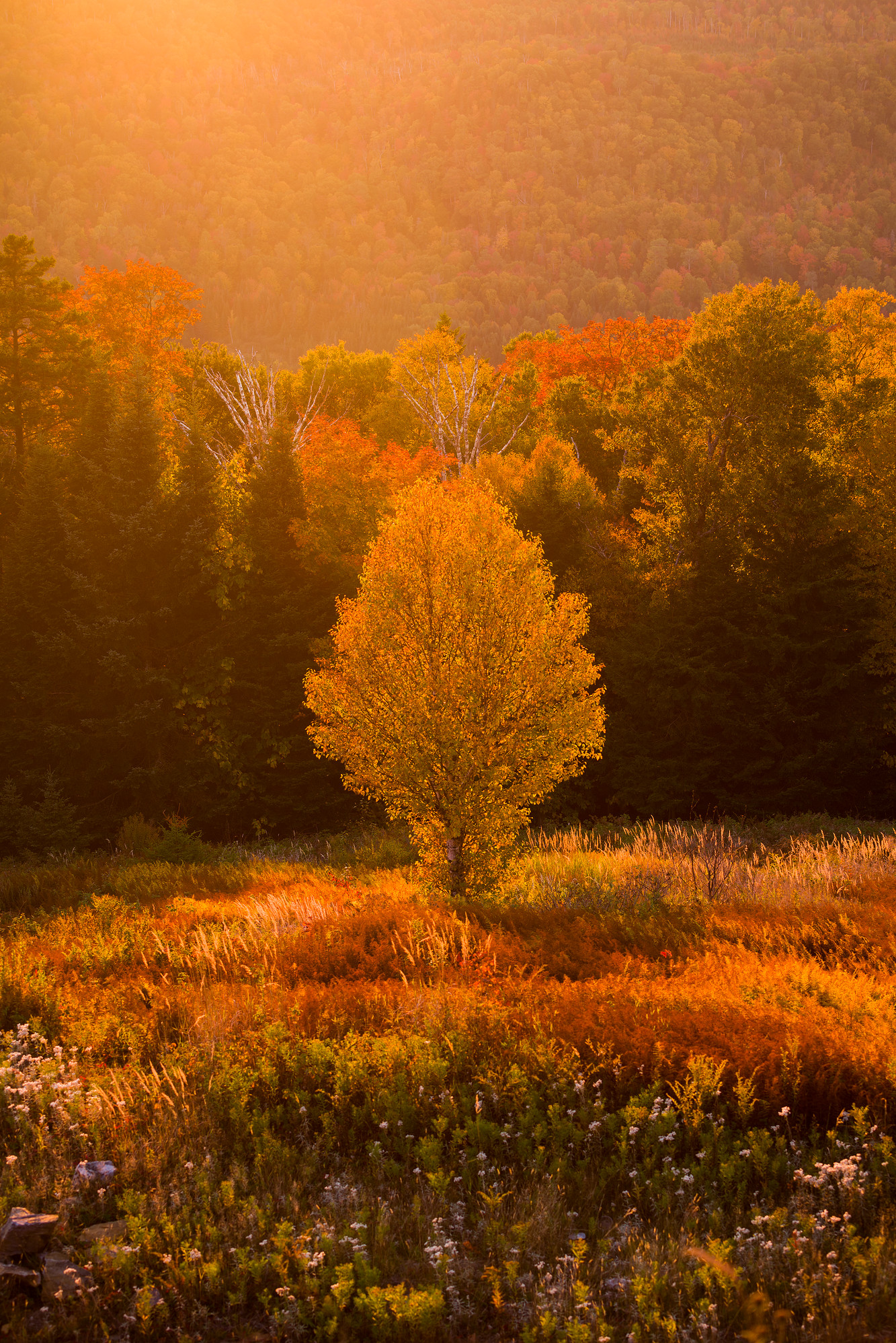 Autumn Glow