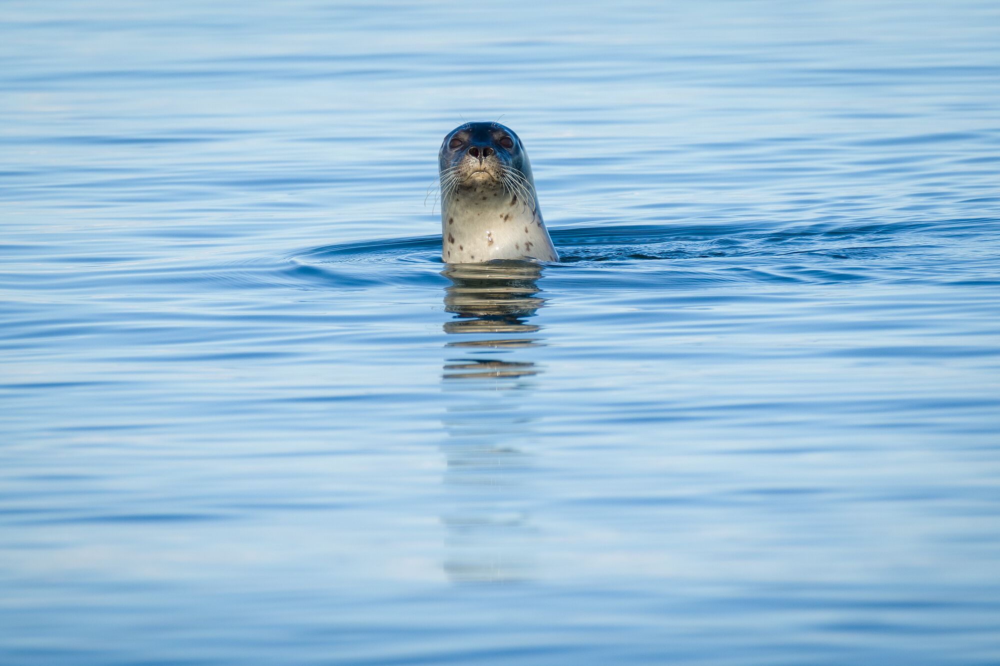 Seal