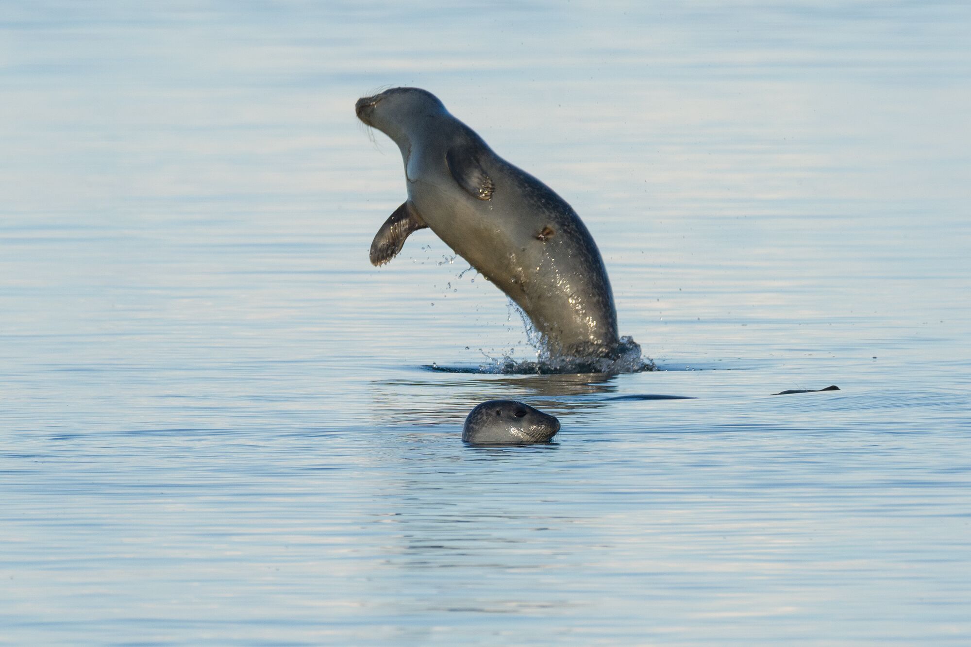 Seal