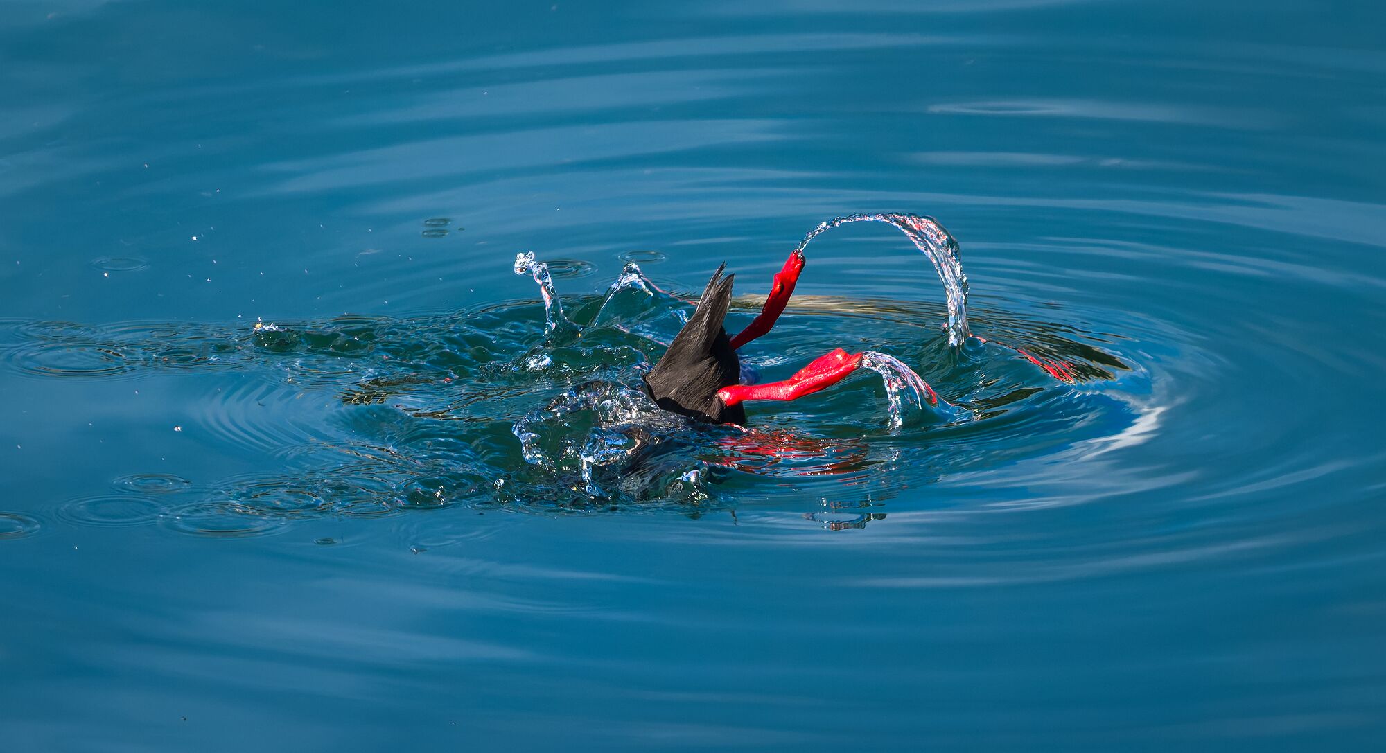 Black Guillemot Diving