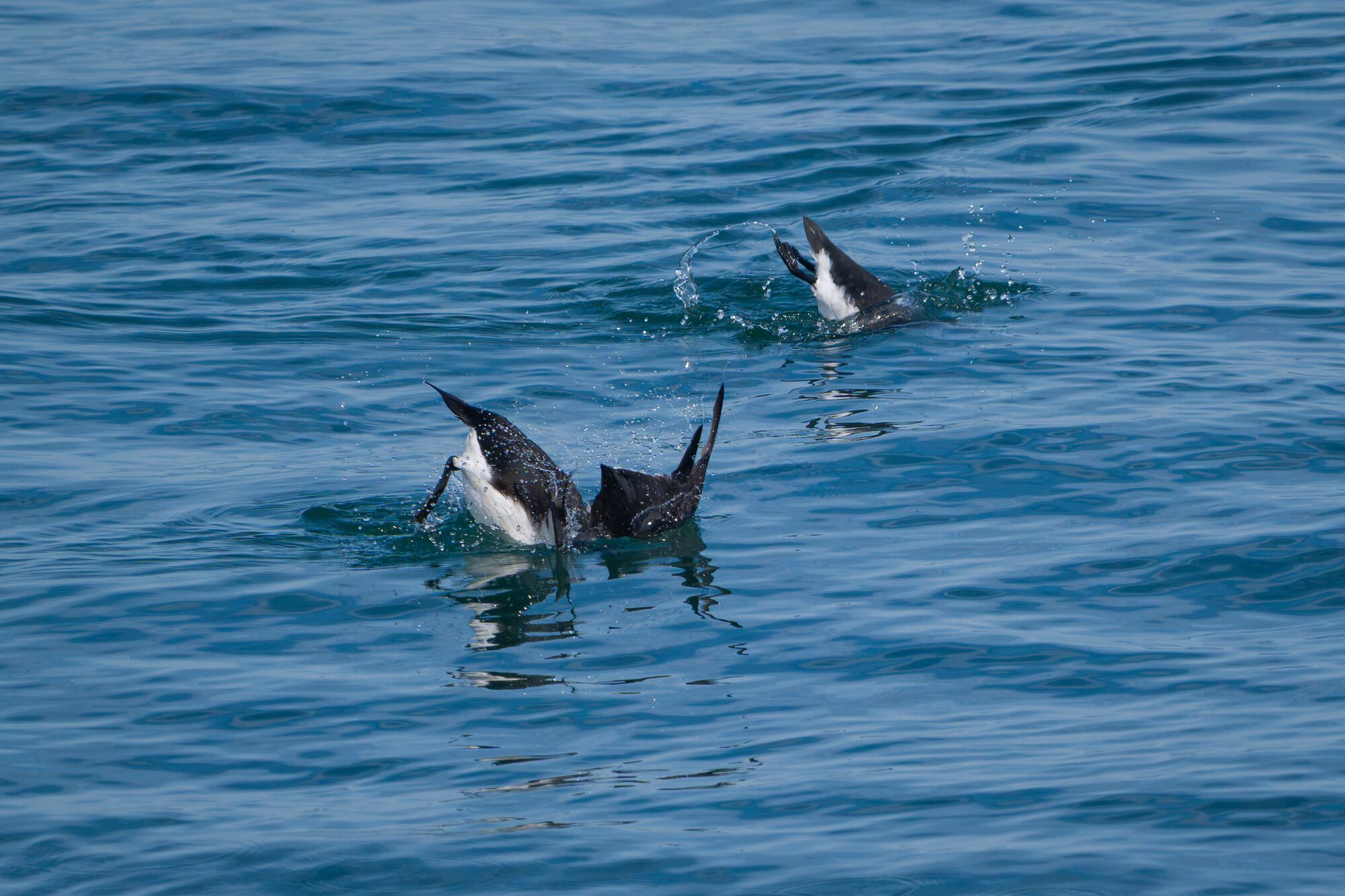 Razorbills Diving