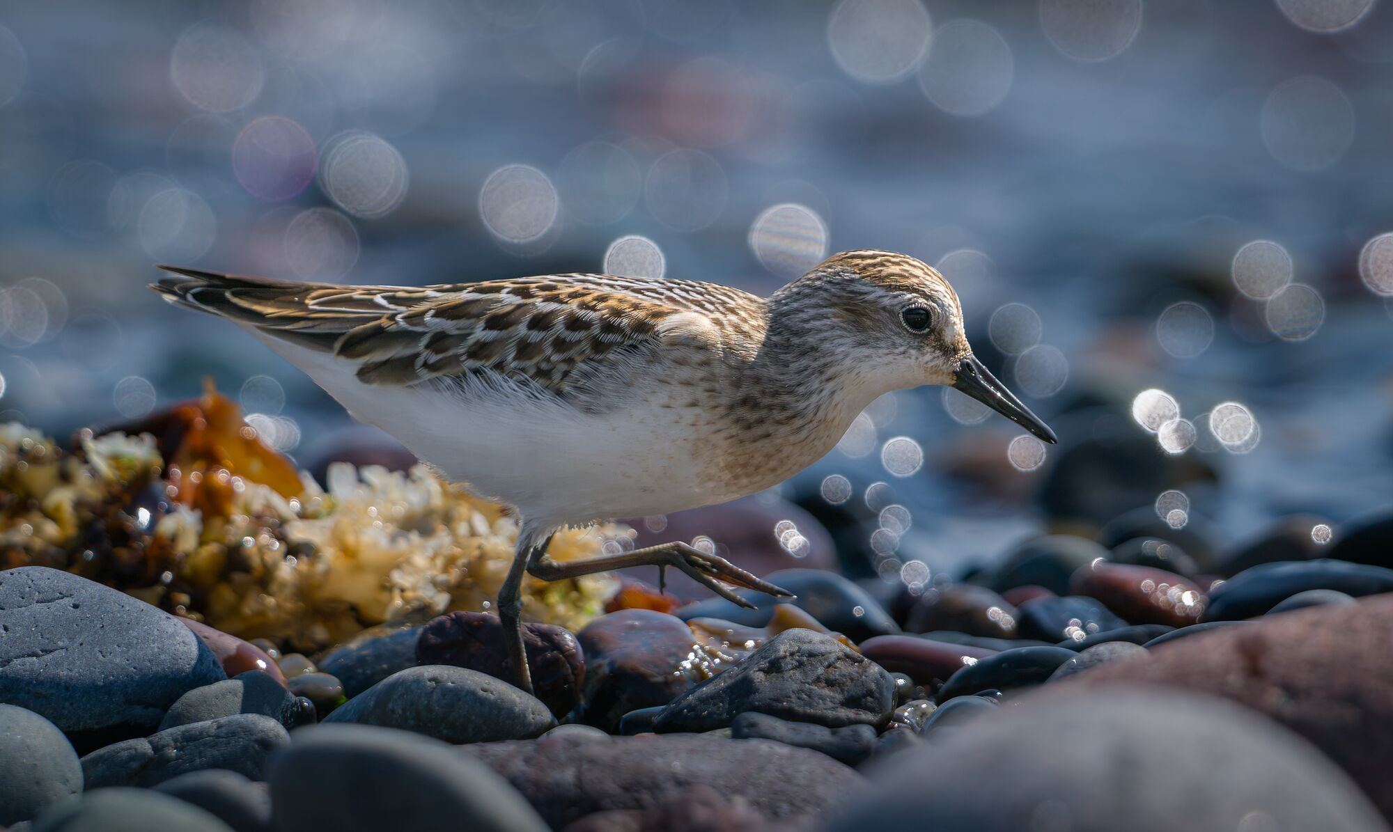 Sandpiper on a Cobblestone Beach