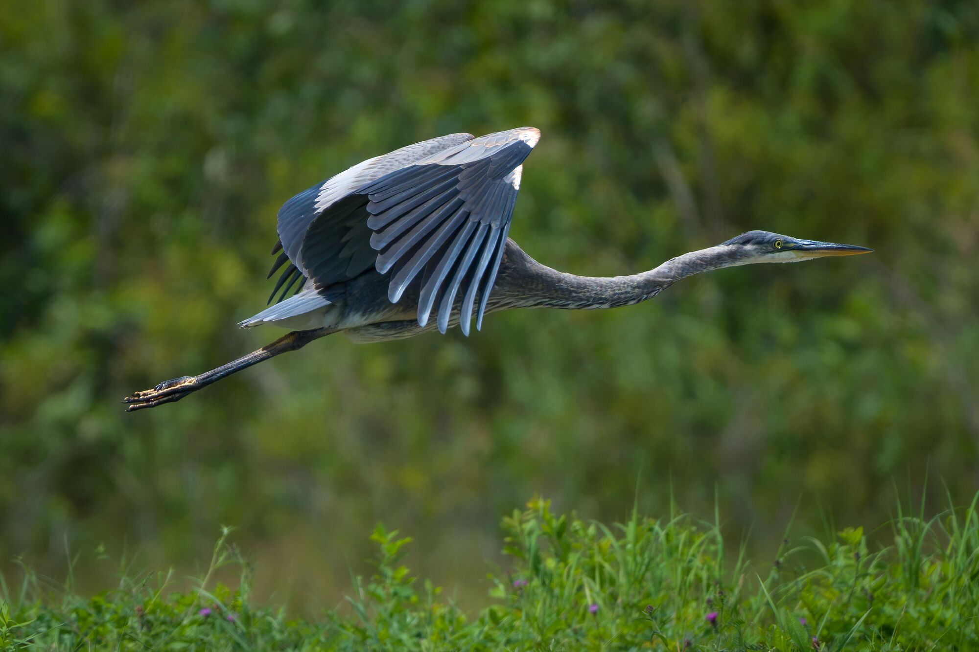 Great Blue Heron