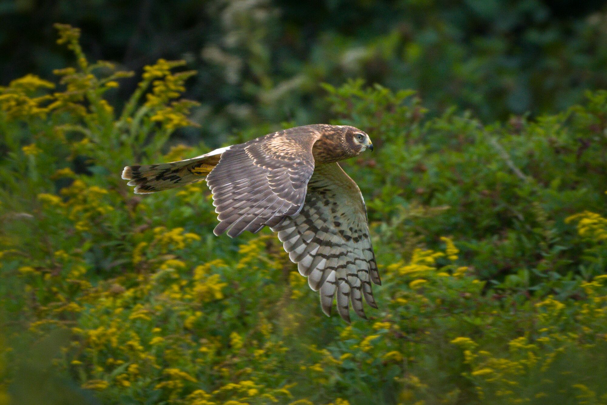 Northern Harrier