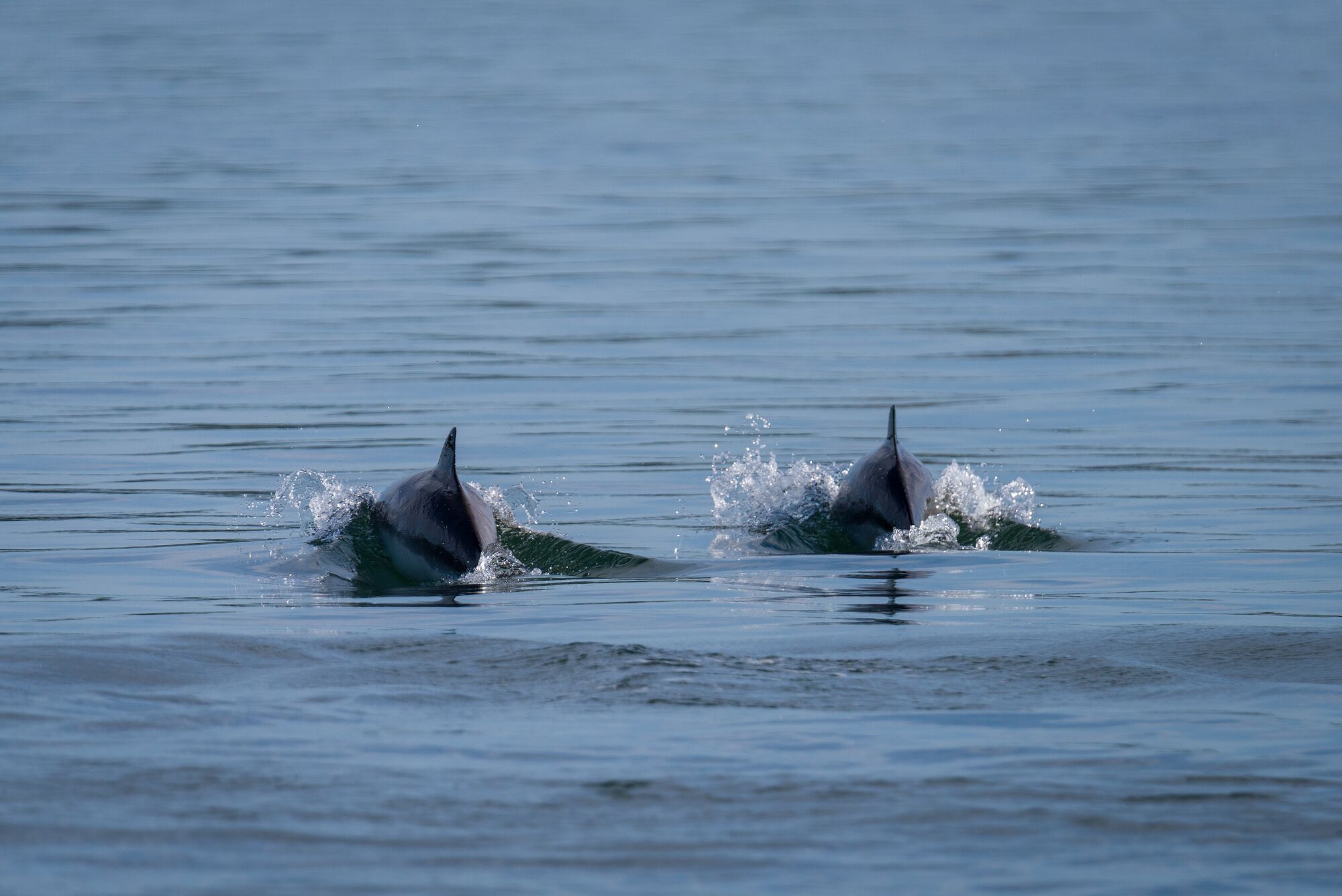 Porpoise Pair