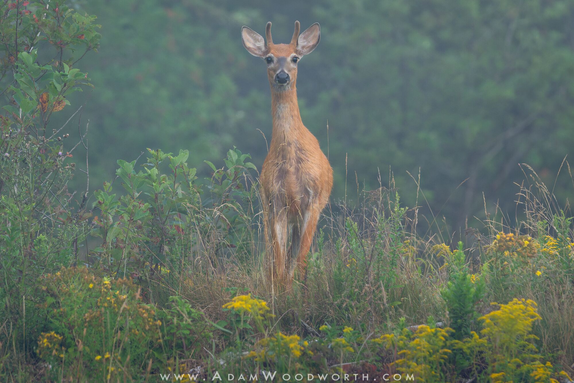 White-tailed Deer in the Fog