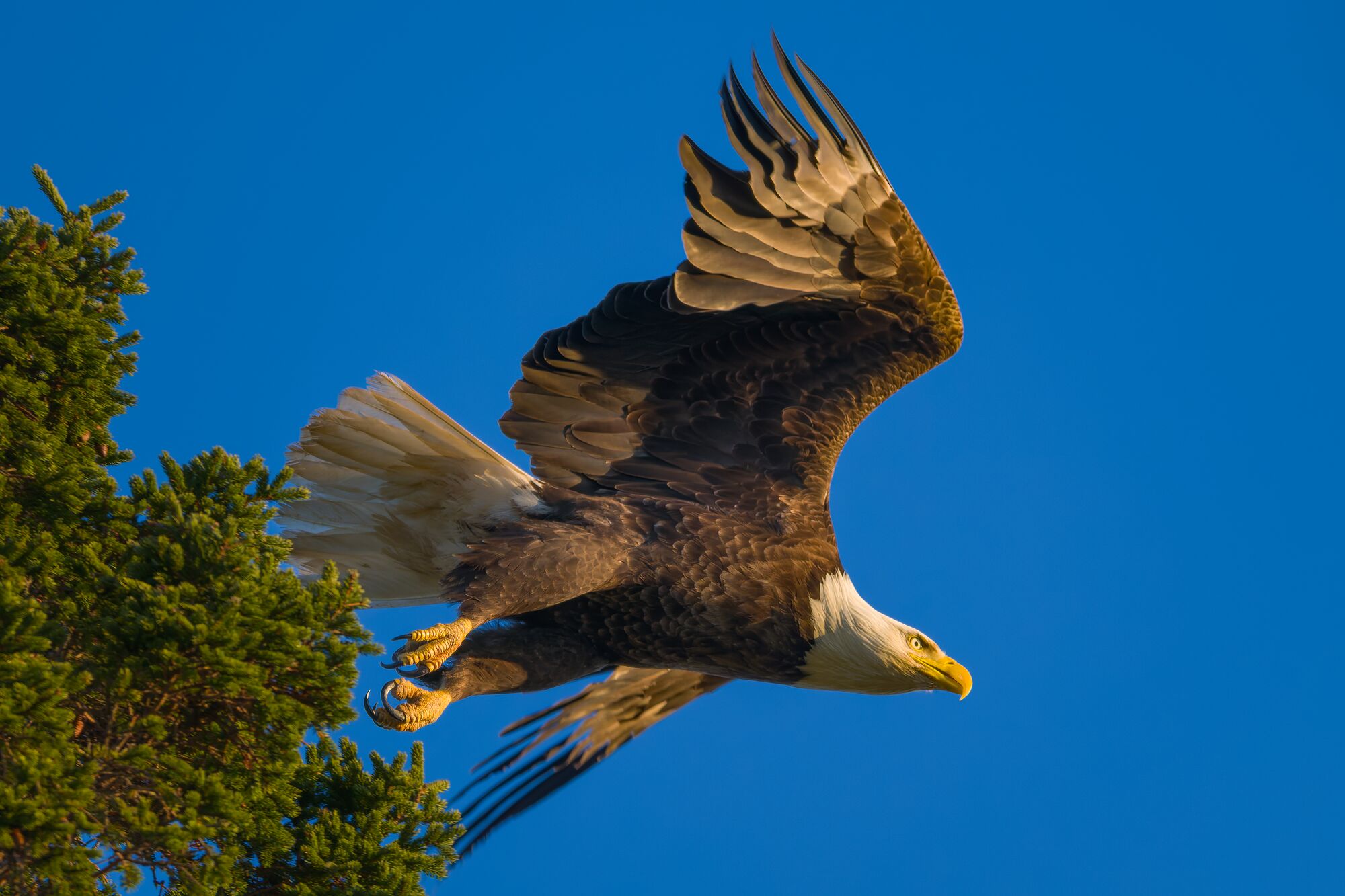 Bald Eagle Taking Flight