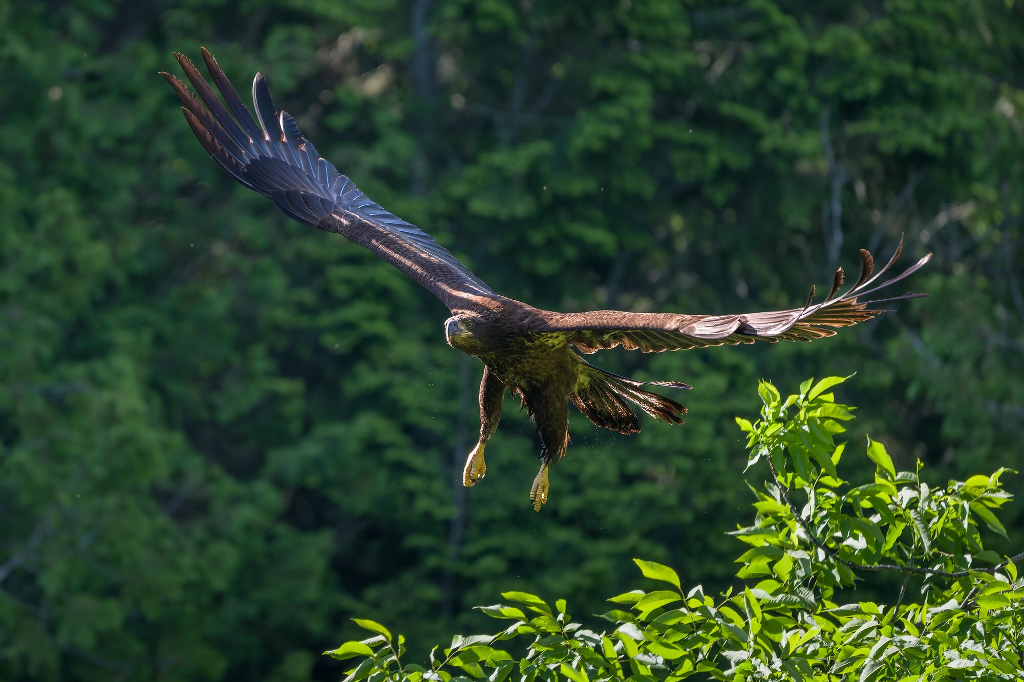 Immature Bald Eagle