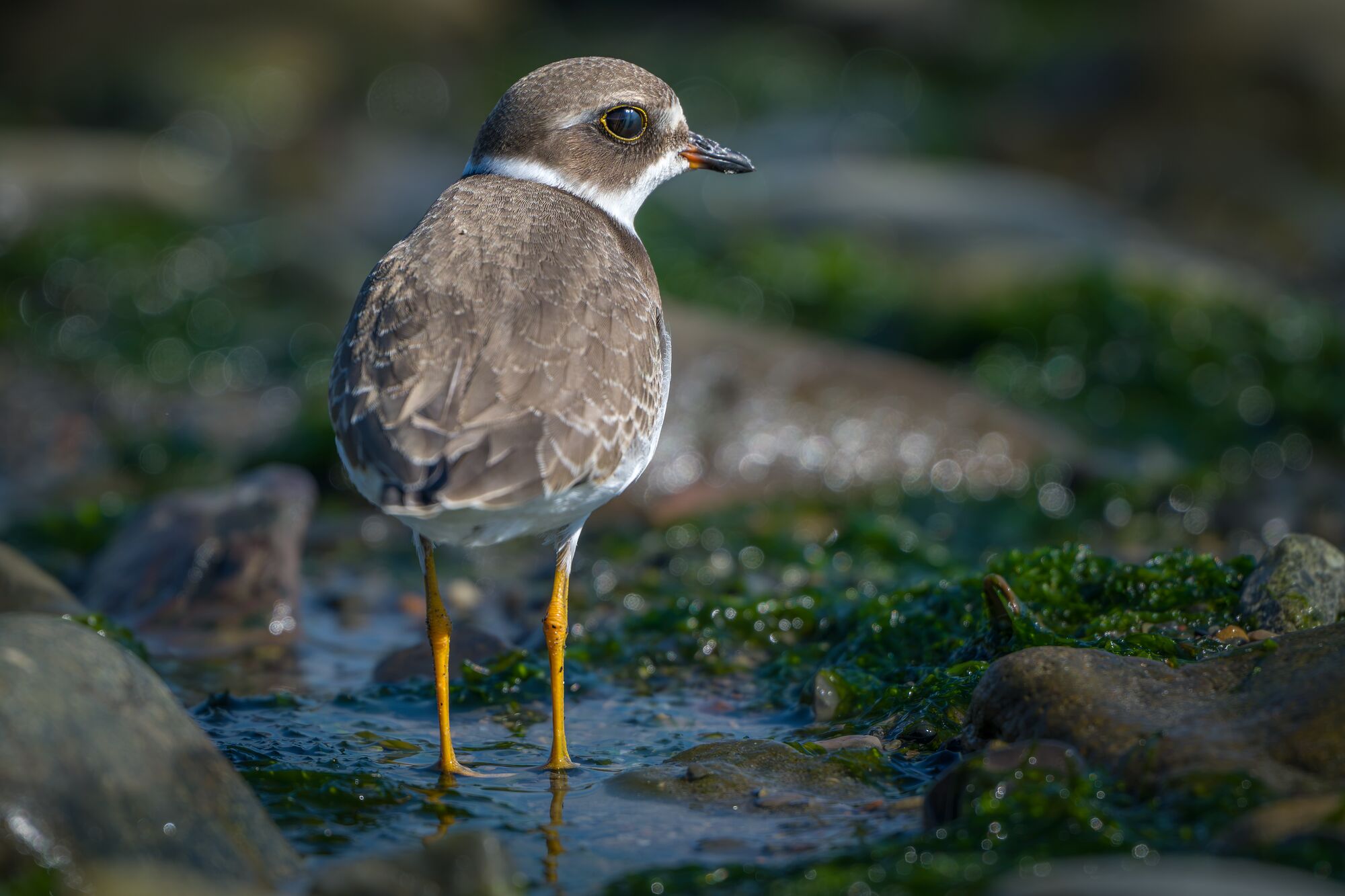 Semipalmated Plover