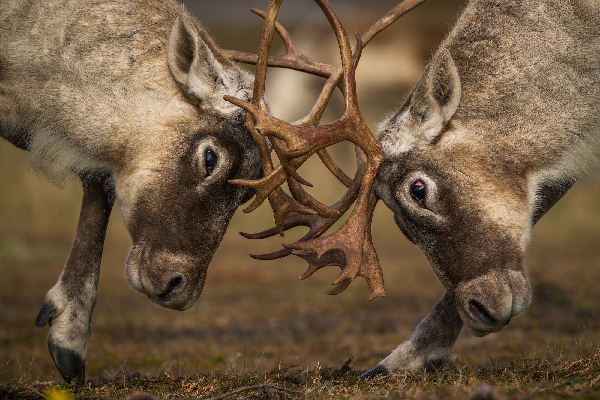 Caribou Sparring