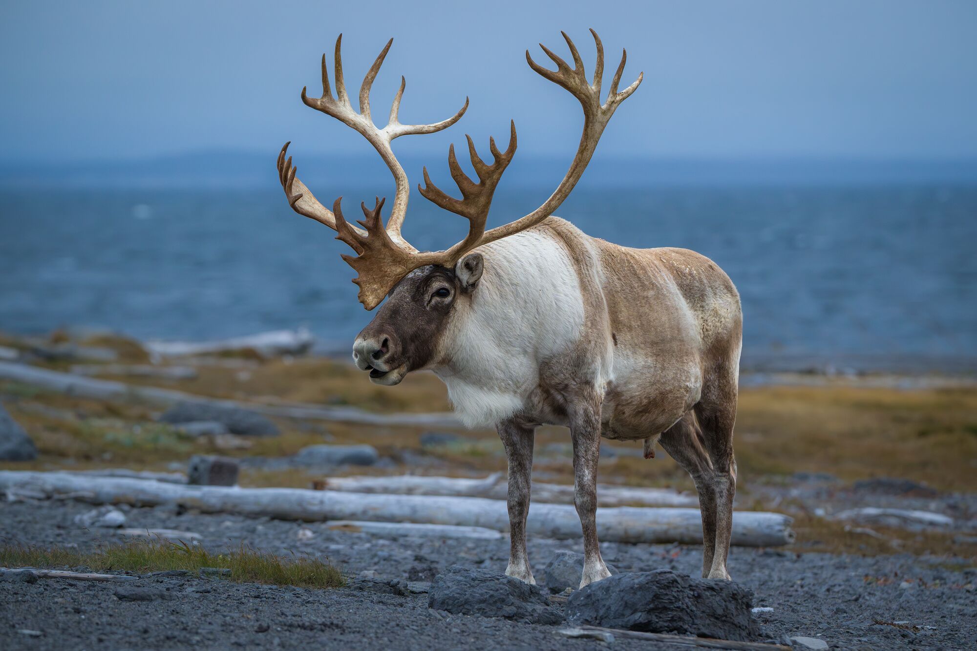 Caribou on the Shore