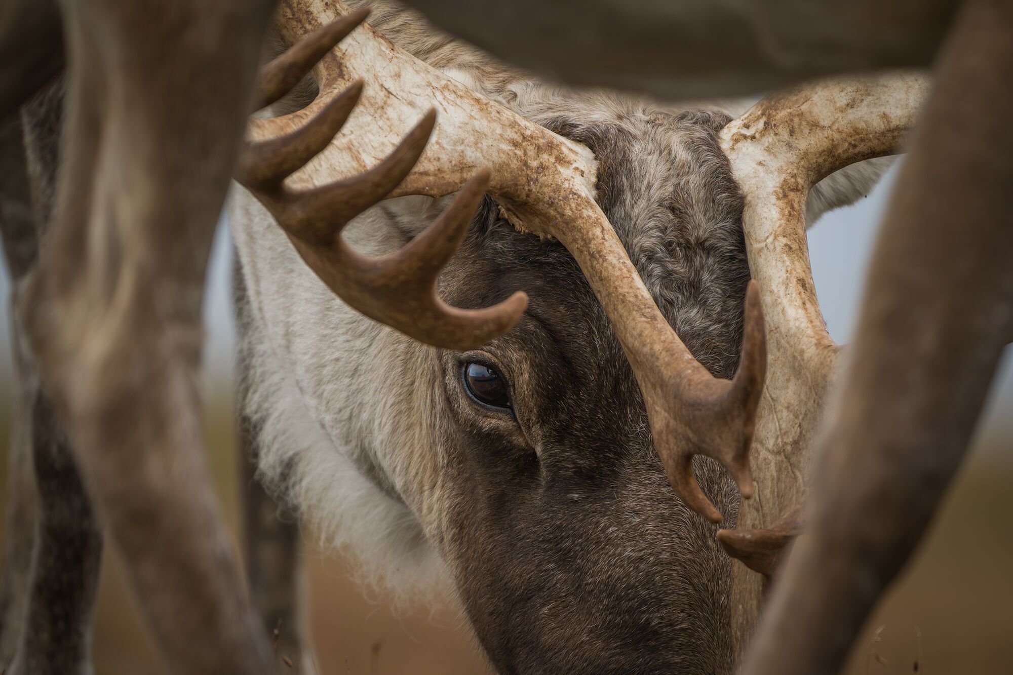 Caribou Close-Up