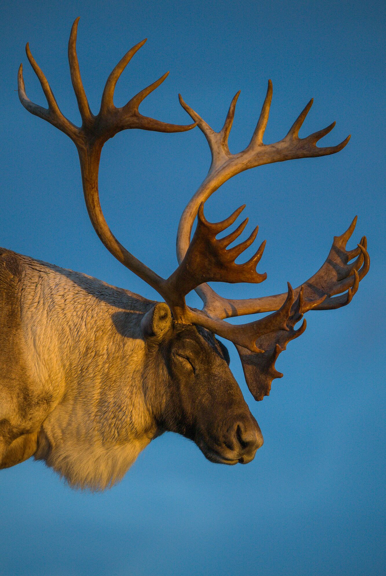 Caribou in Golden Light