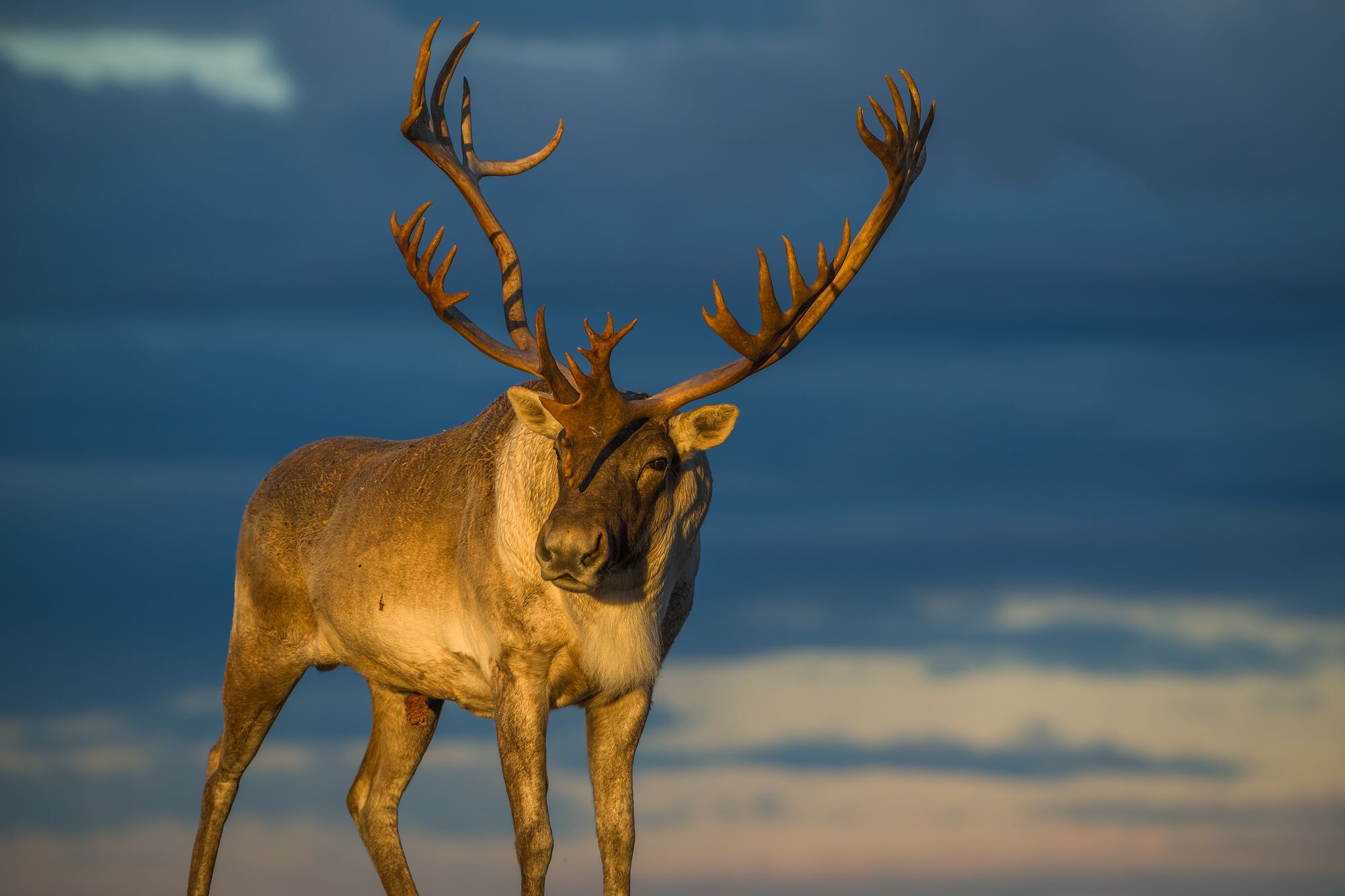 Caribou in Evening Light
