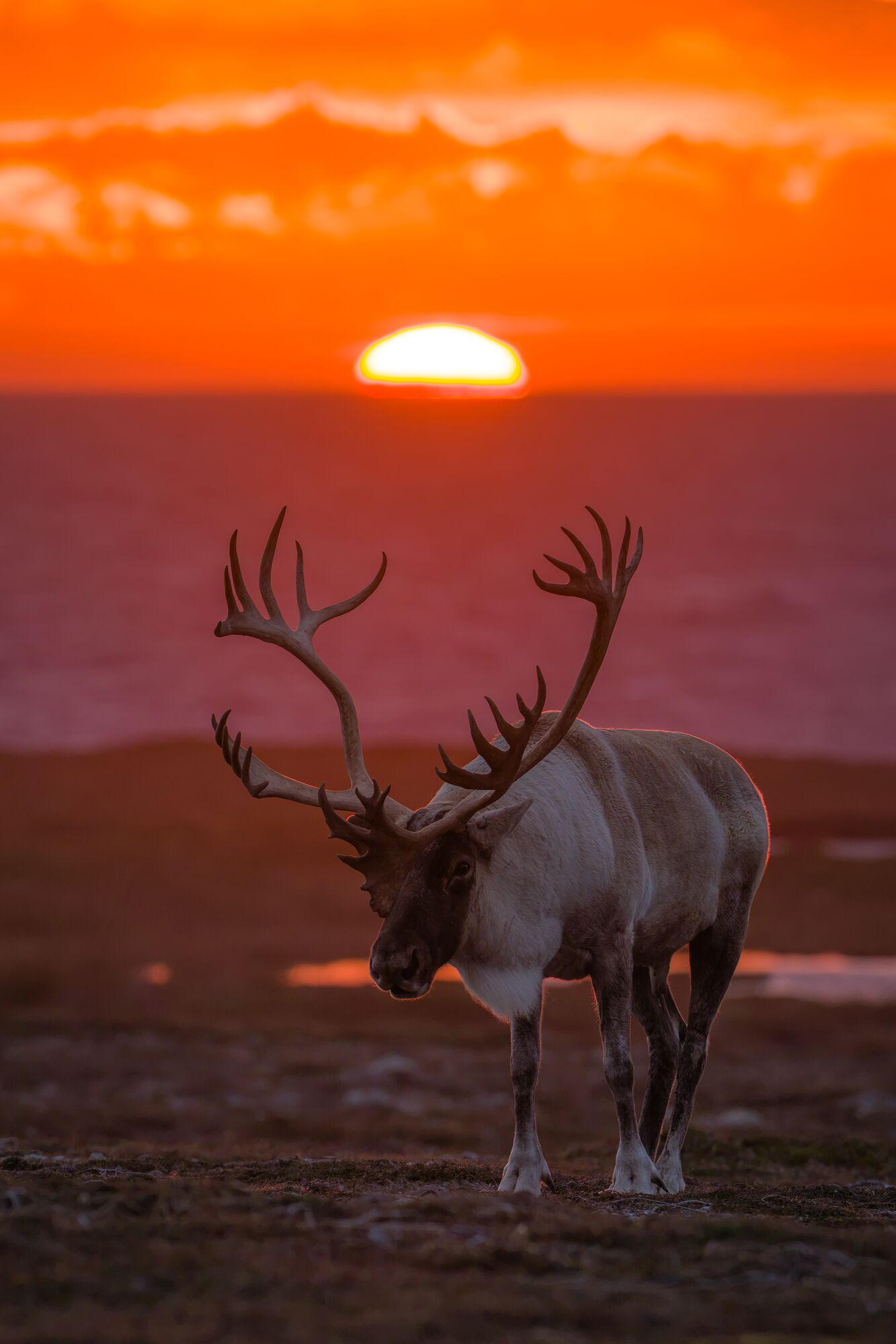 Caribou at Sunset