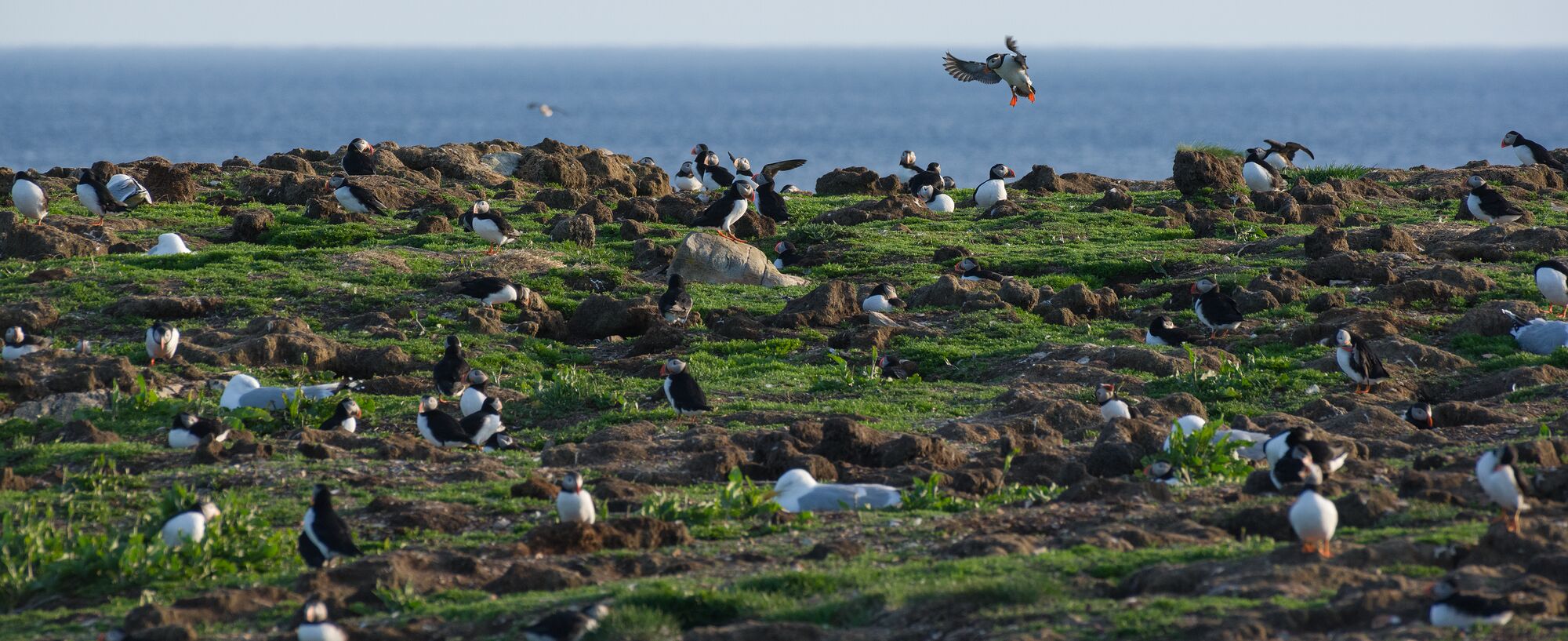 Puffins in Newfoundland