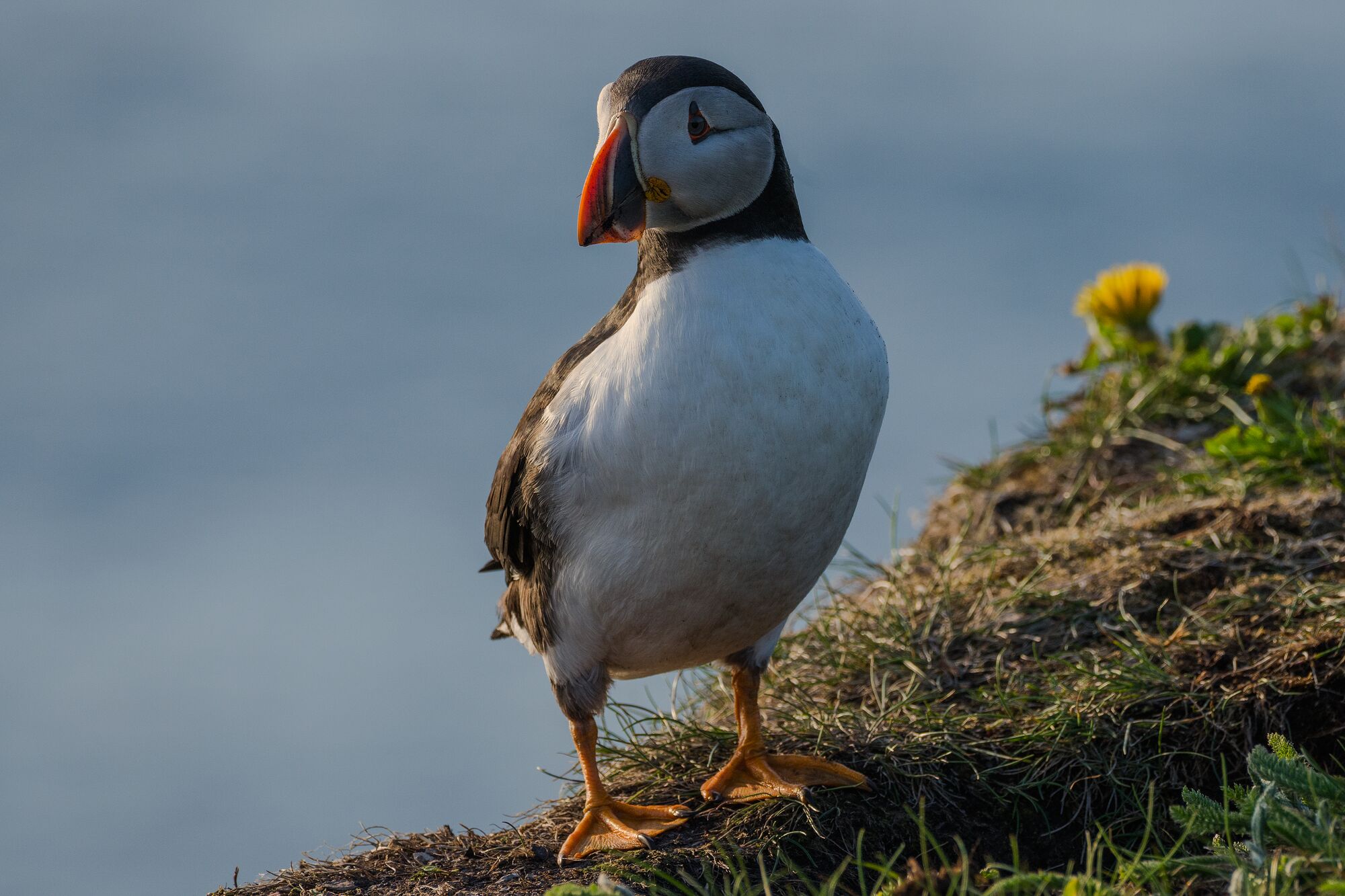 Puffin in Newfoundland