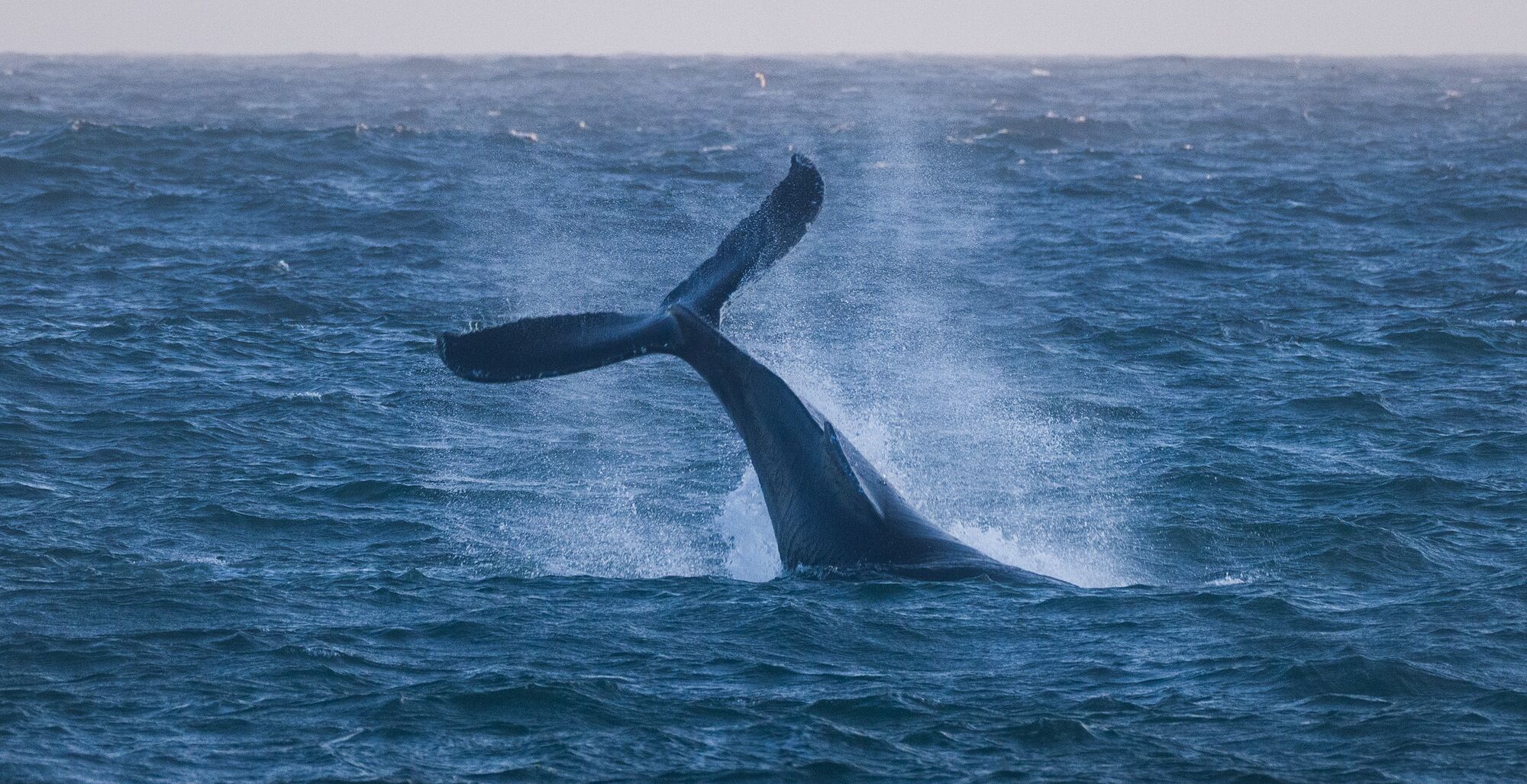 Humpback Whale Tail Breach