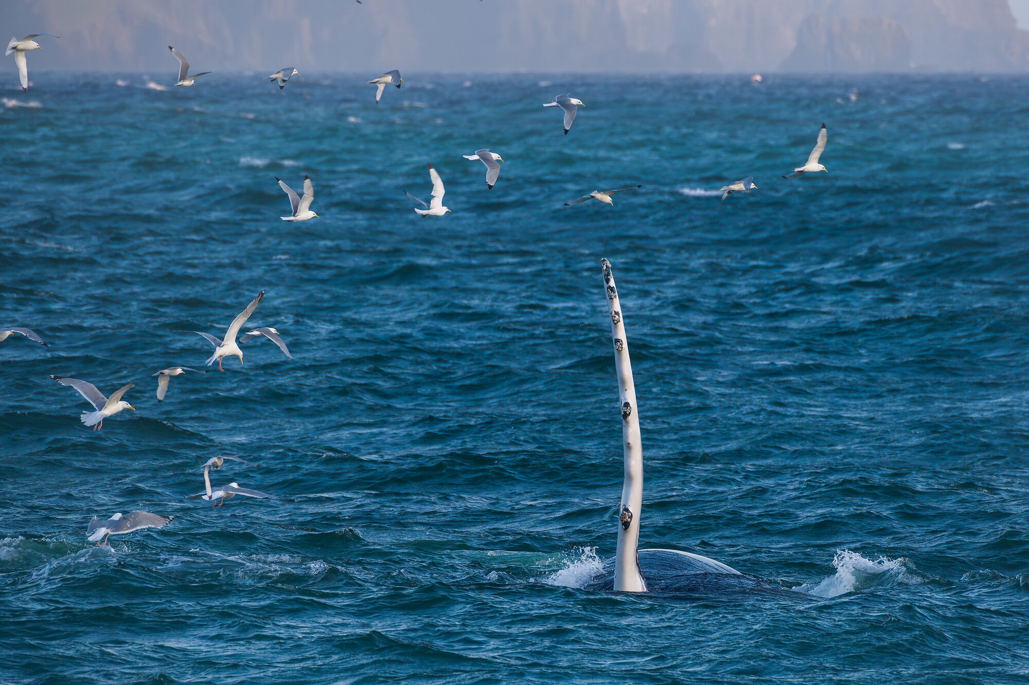 Humpback and Gulls