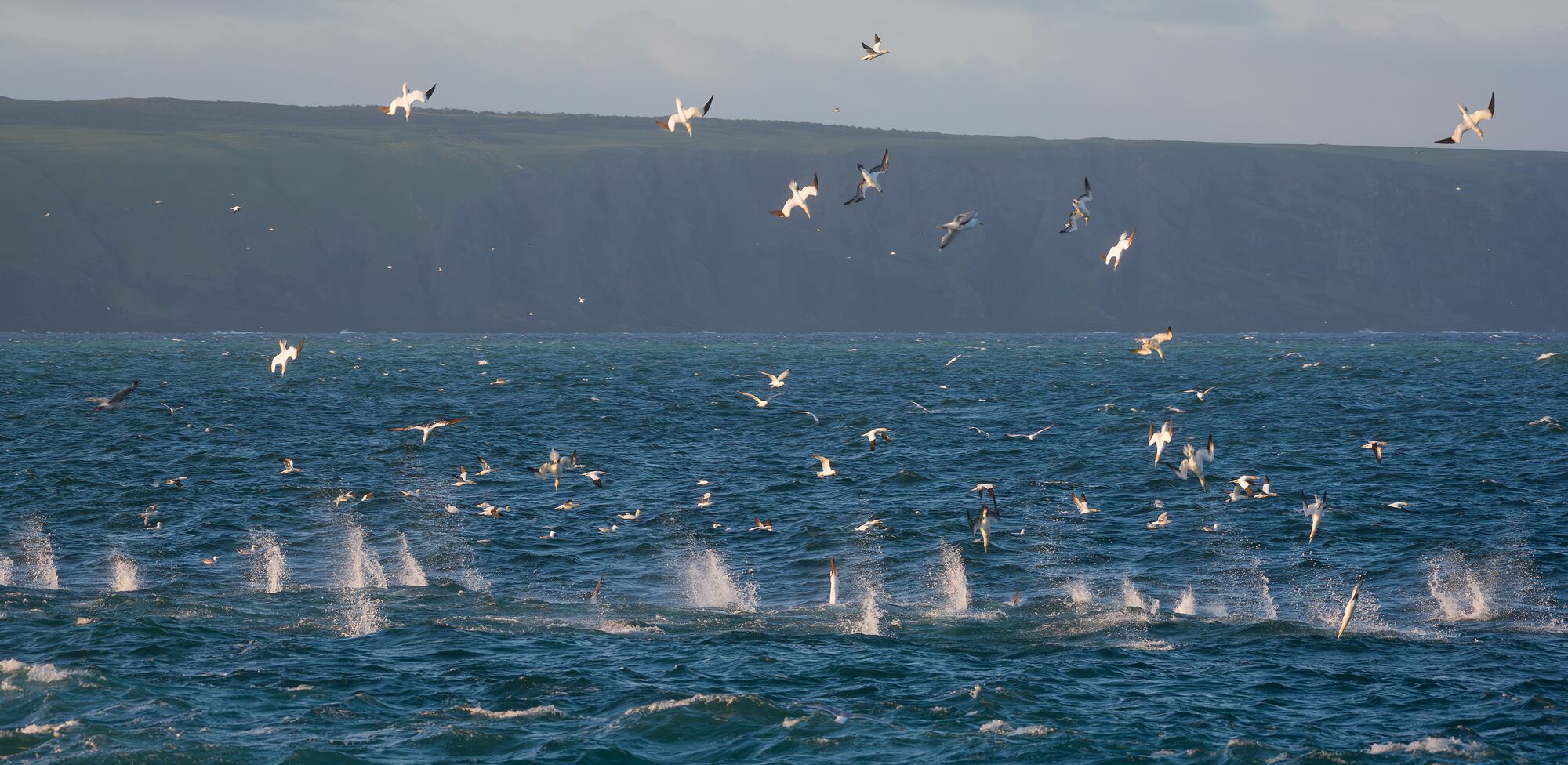 Dive Bombing Gannets