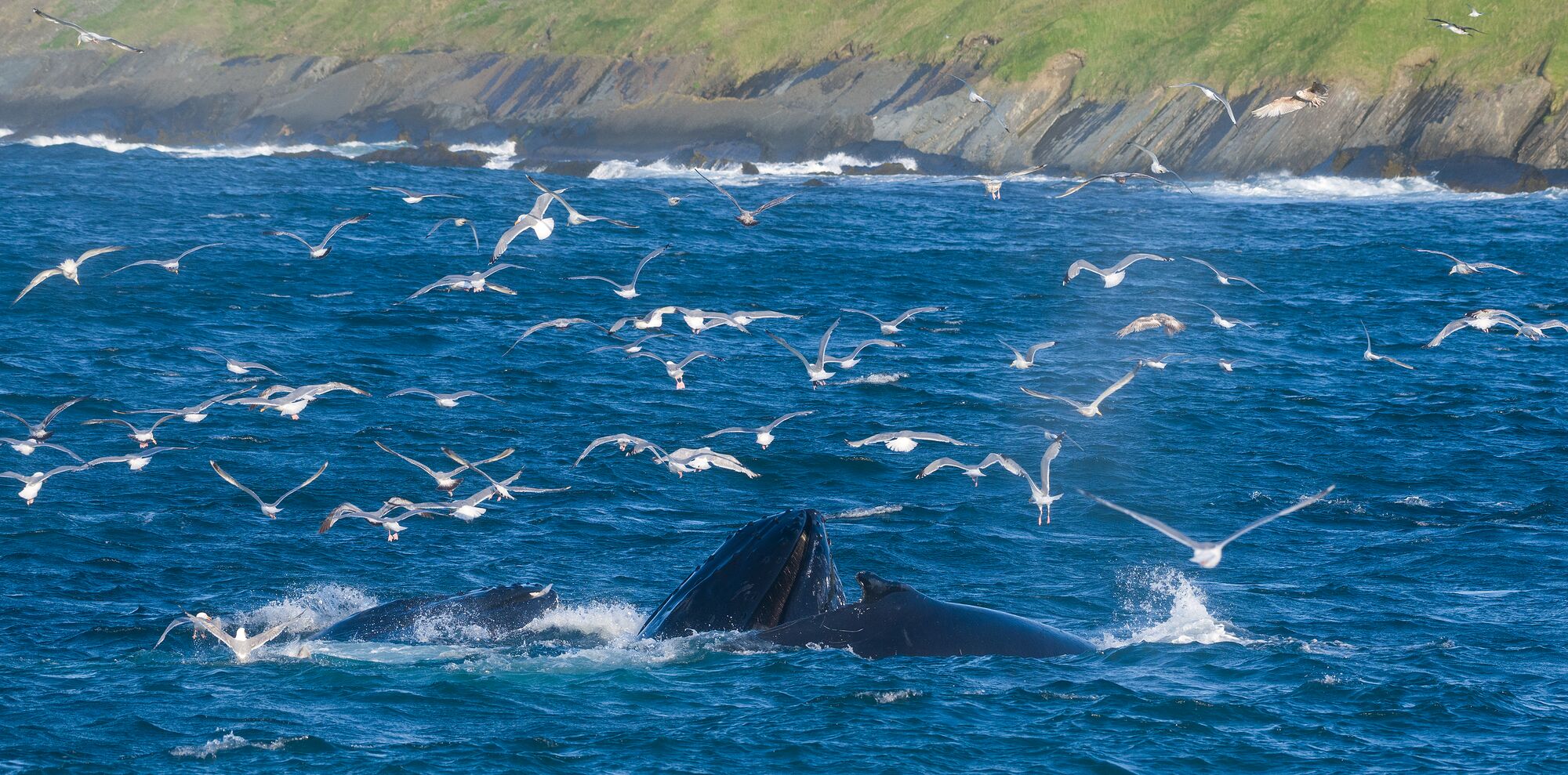 Humpback Whales Feeding