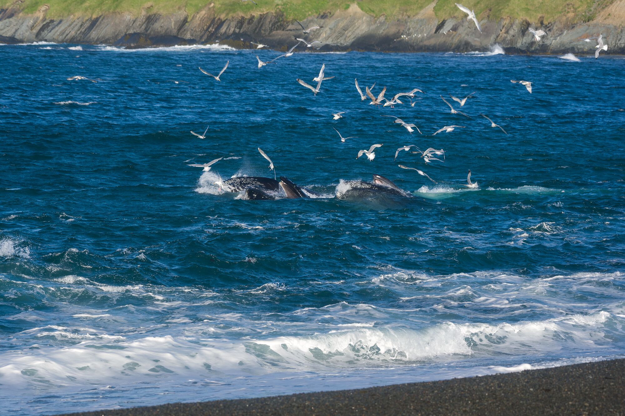 Humpback Whales Feeding