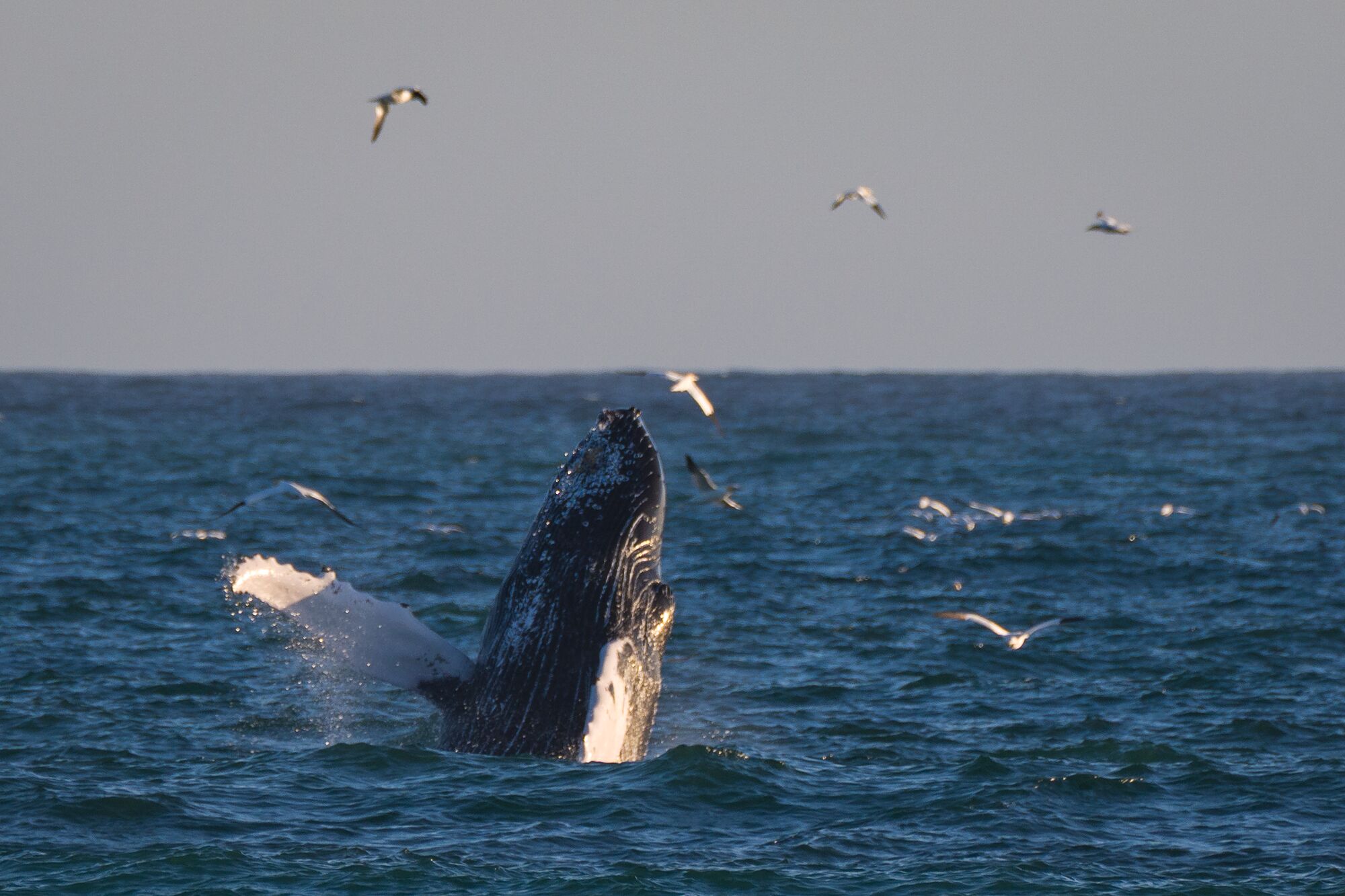 Humpback Whale Breaching