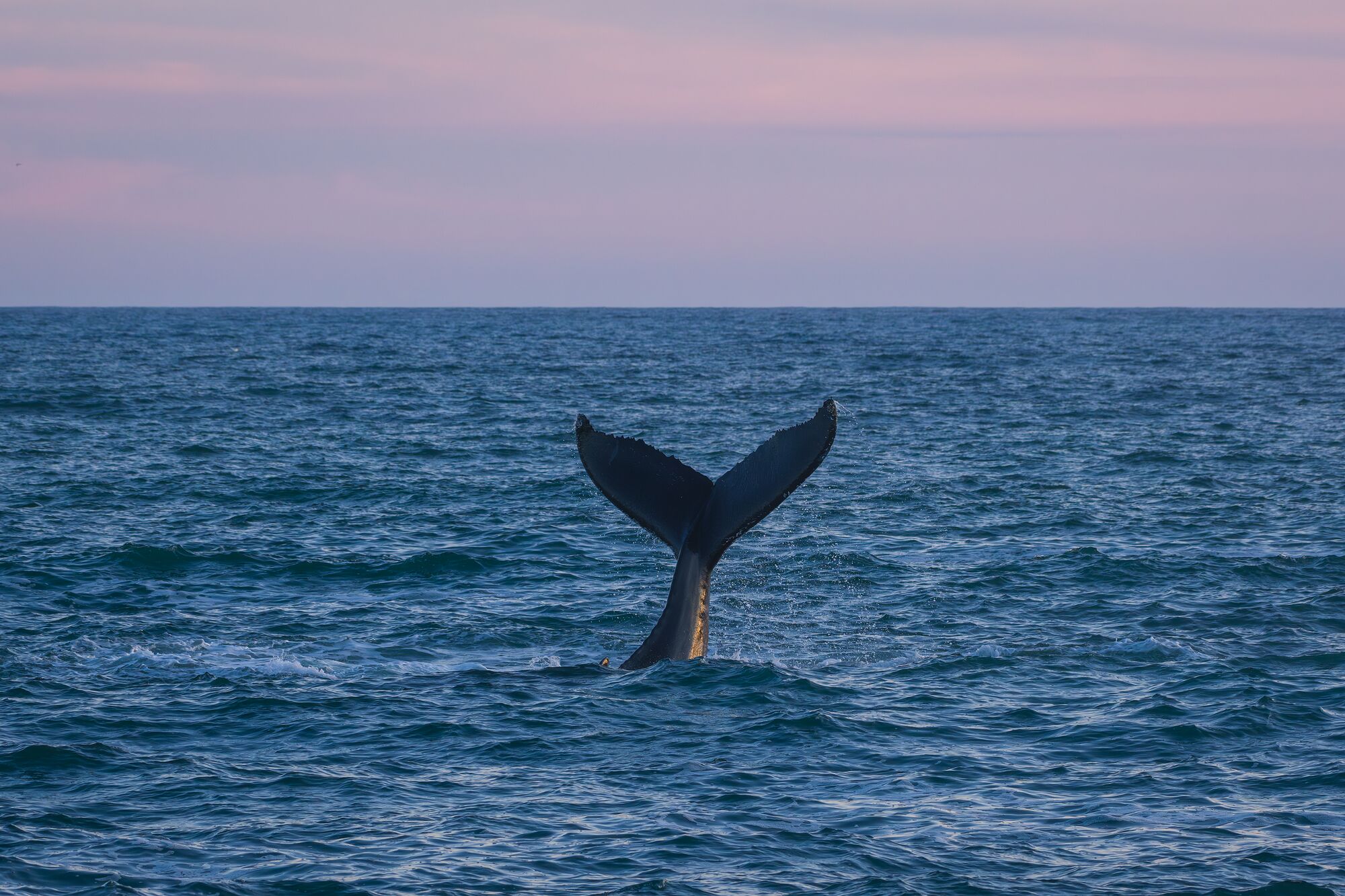 Humpback Tail Breach