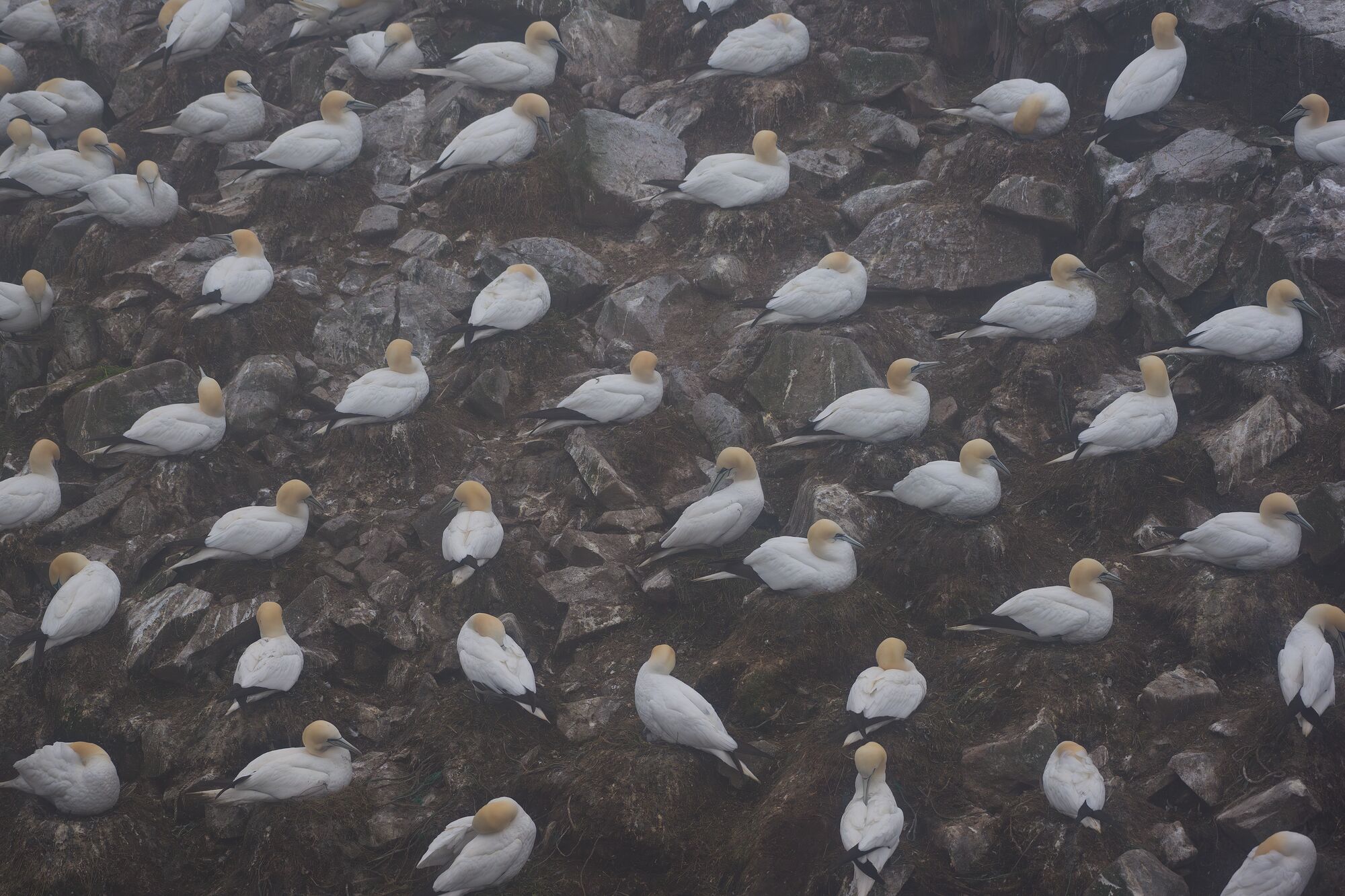 Nesting Gannets